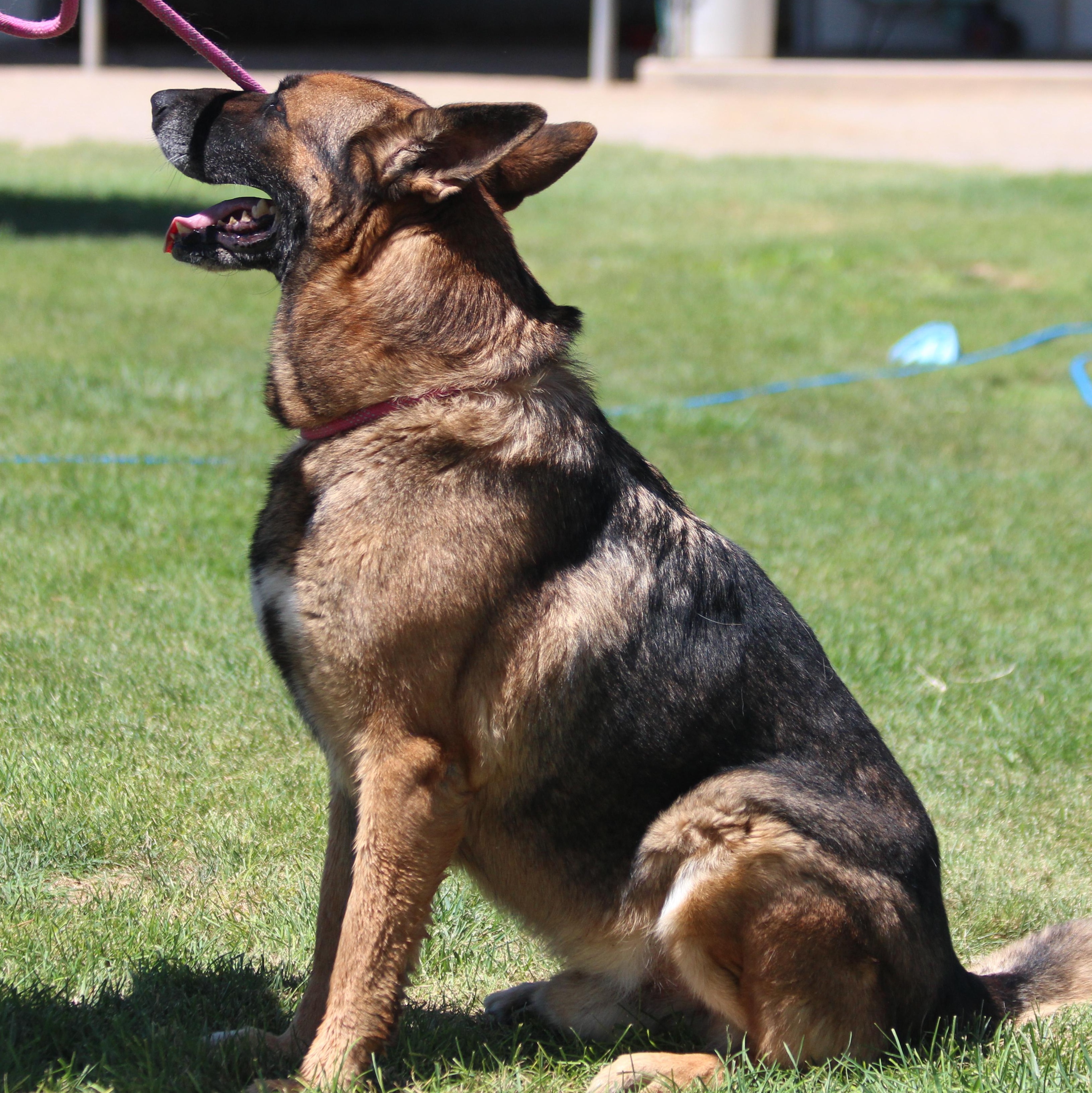 GOUDA  (CHEESE), an adoptable German Shepherd Dog in Pearce, AZ, 85625 | Photo Image 5