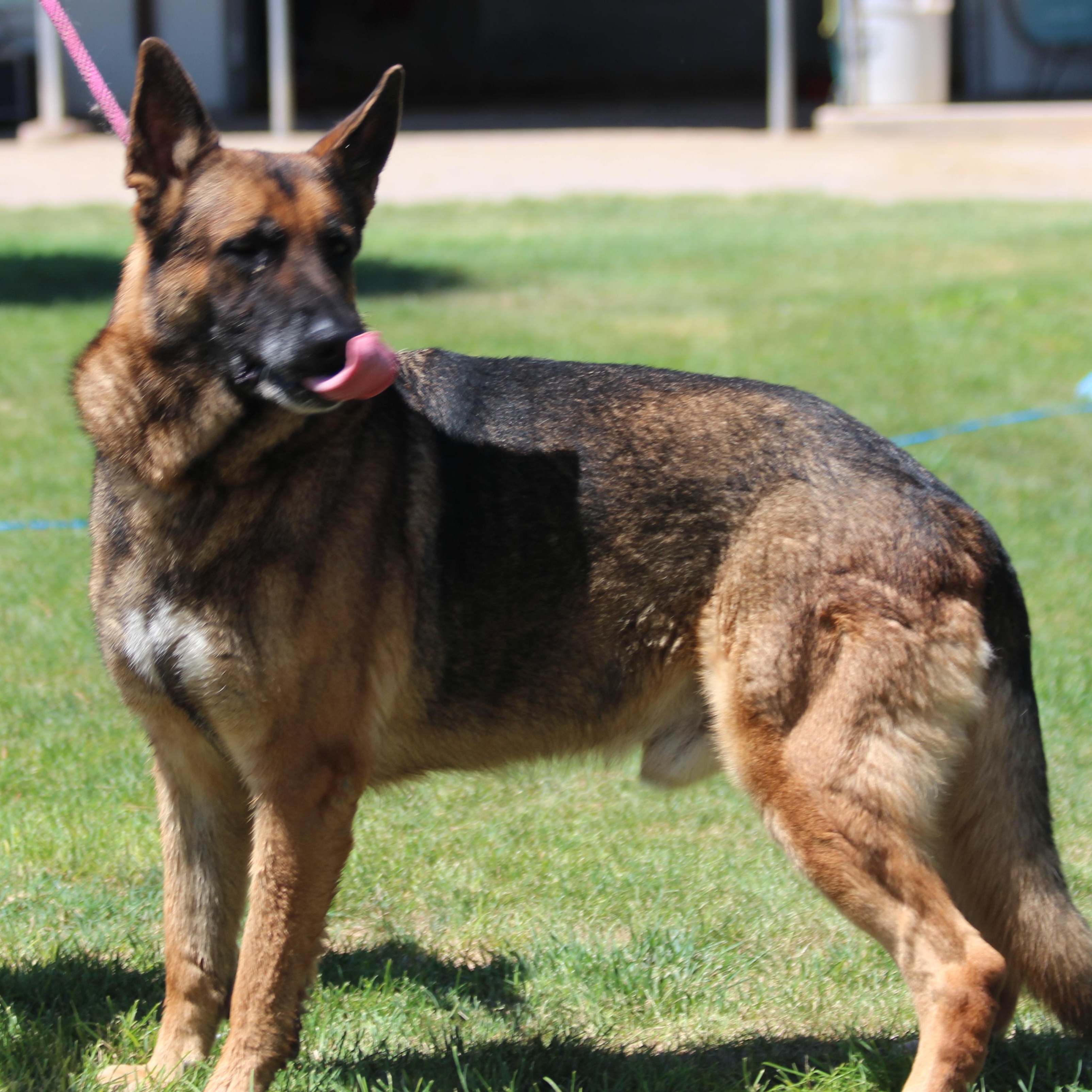 GOUDA  (CHEESE), an adoptable German Shepherd Dog in Pearce, AZ, 85625 | Photo Image 6