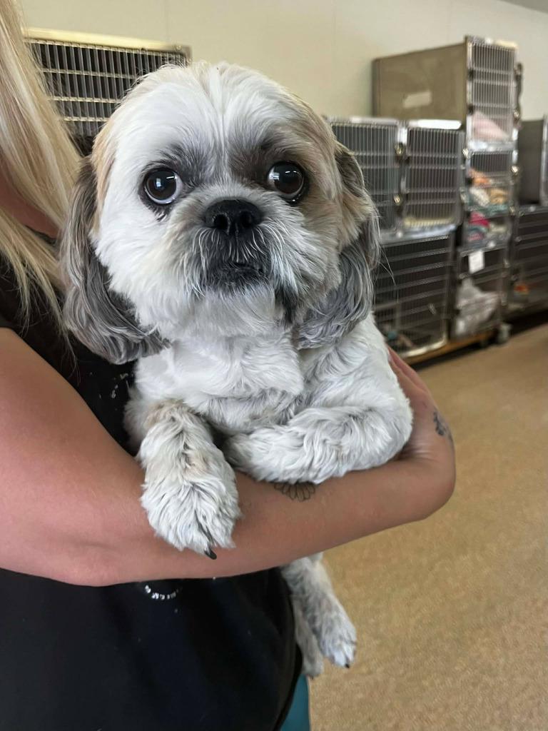 Enlarge BJ (Baxter Jr), a Adopted Shih Tzu in Sunrise Beach, MO image 1/1