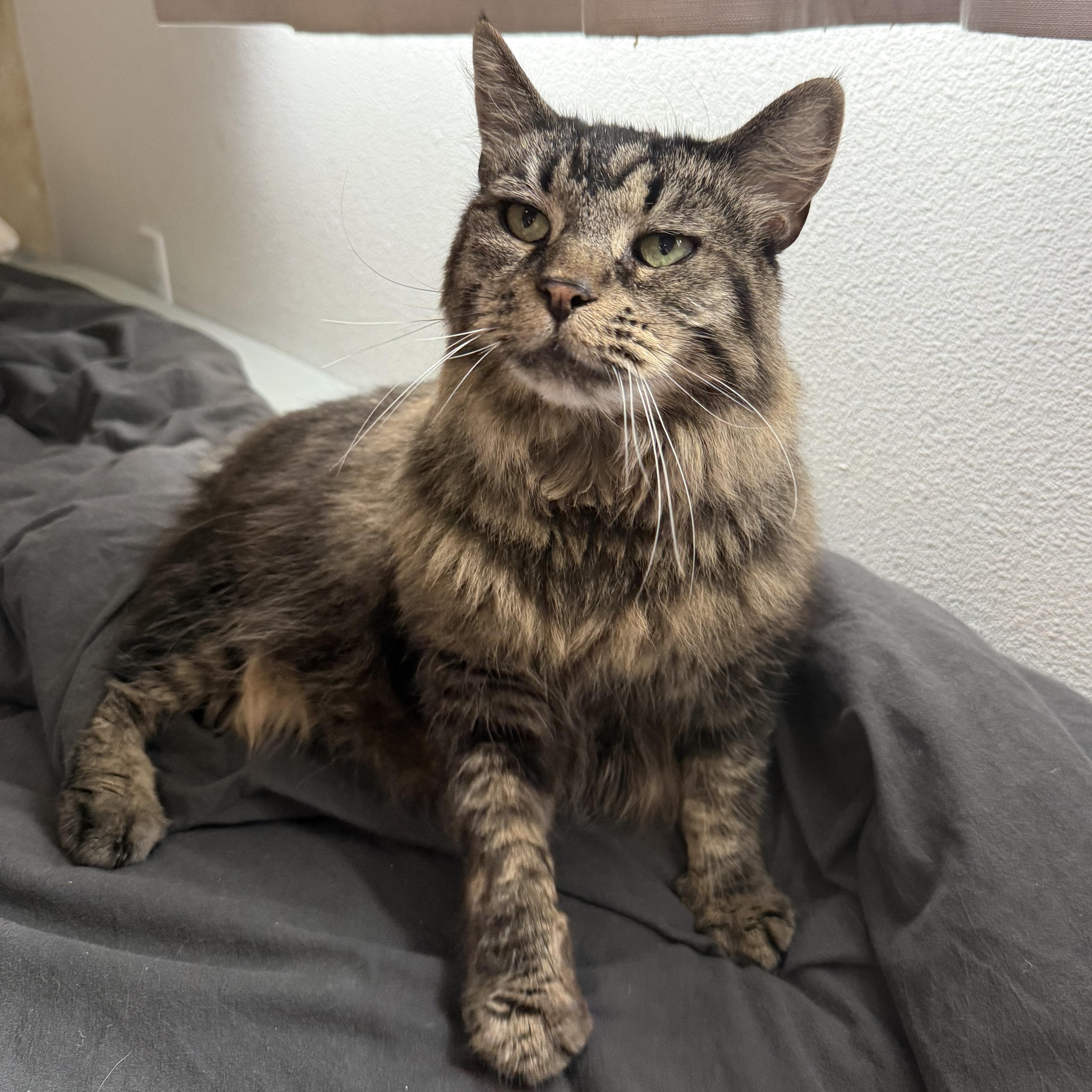 Cocoa, Adoptable, Adult Female Domestic Medium Hair.