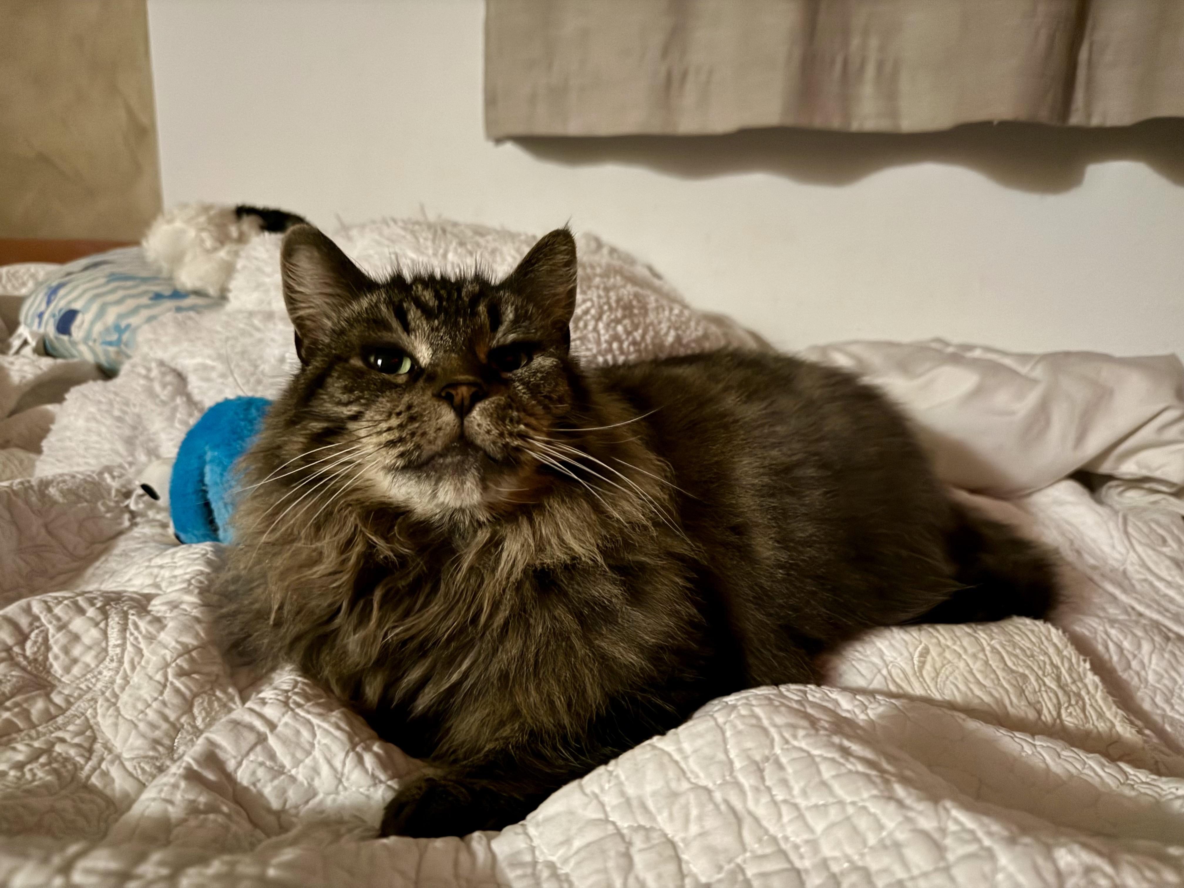 Enlarge Cocoa, a Adoptable Domestic Medium Hair in Rochester, WA image 3/3