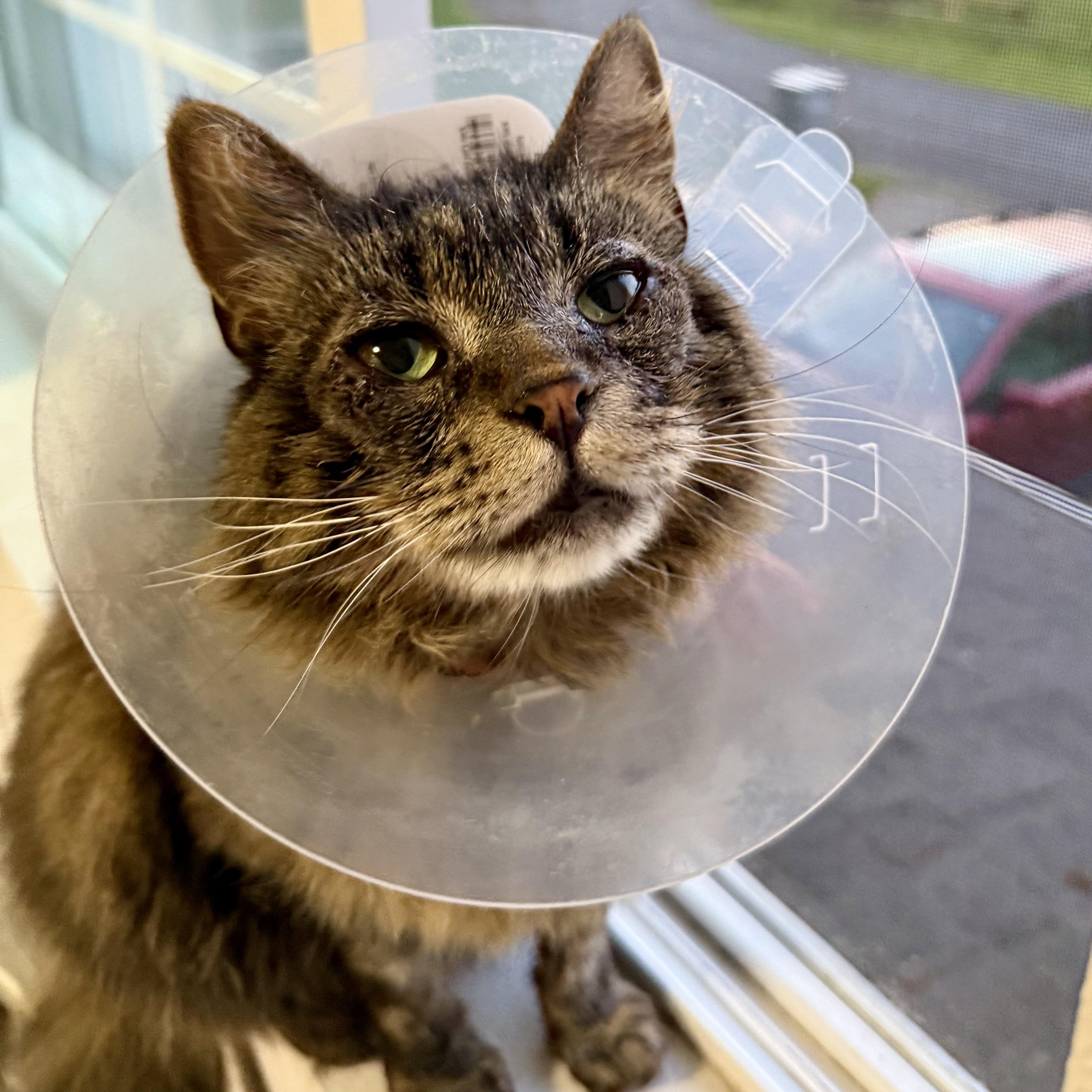 Enlarge Cocoa, a Adoptable Domestic Medium Hair in Rochester, WA image 2/2