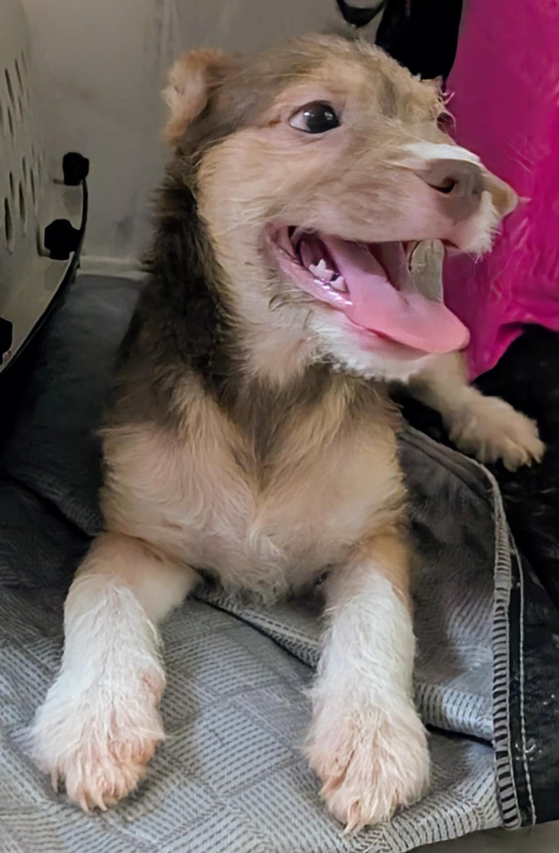 Lilly, an adoptable Rat Terrier, Miniature Poodle in Saint David, AZ, 85630 | Photo Image 1