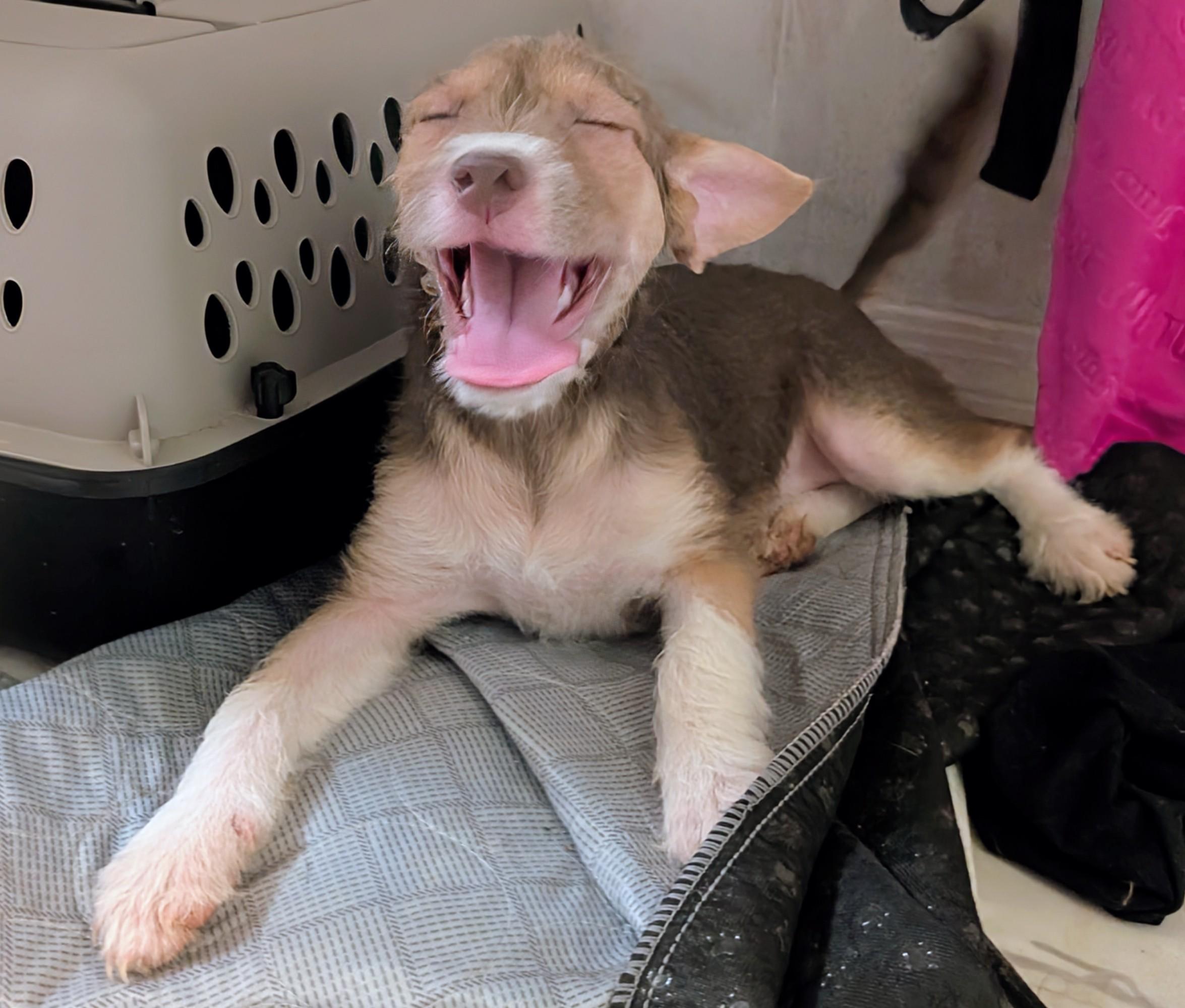 Lilly, an adoptable Rat Terrier, Miniature Poodle in Saint David, AZ, 85630 | Photo Image 3