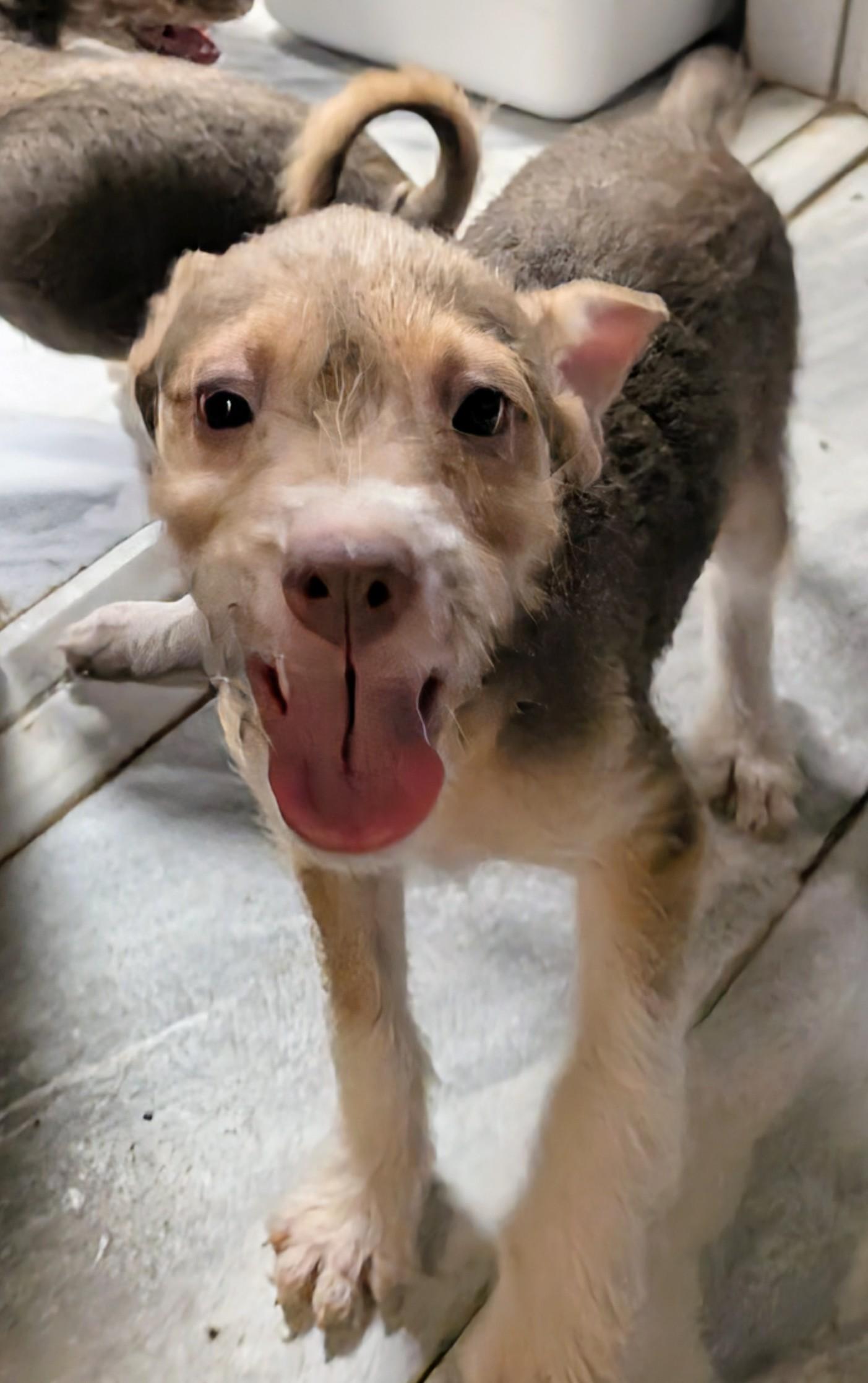 Lilly, an adoptable Rat Terrier, Miniature Poodle in Saint David, AZ, 85630 | Photo Image 4