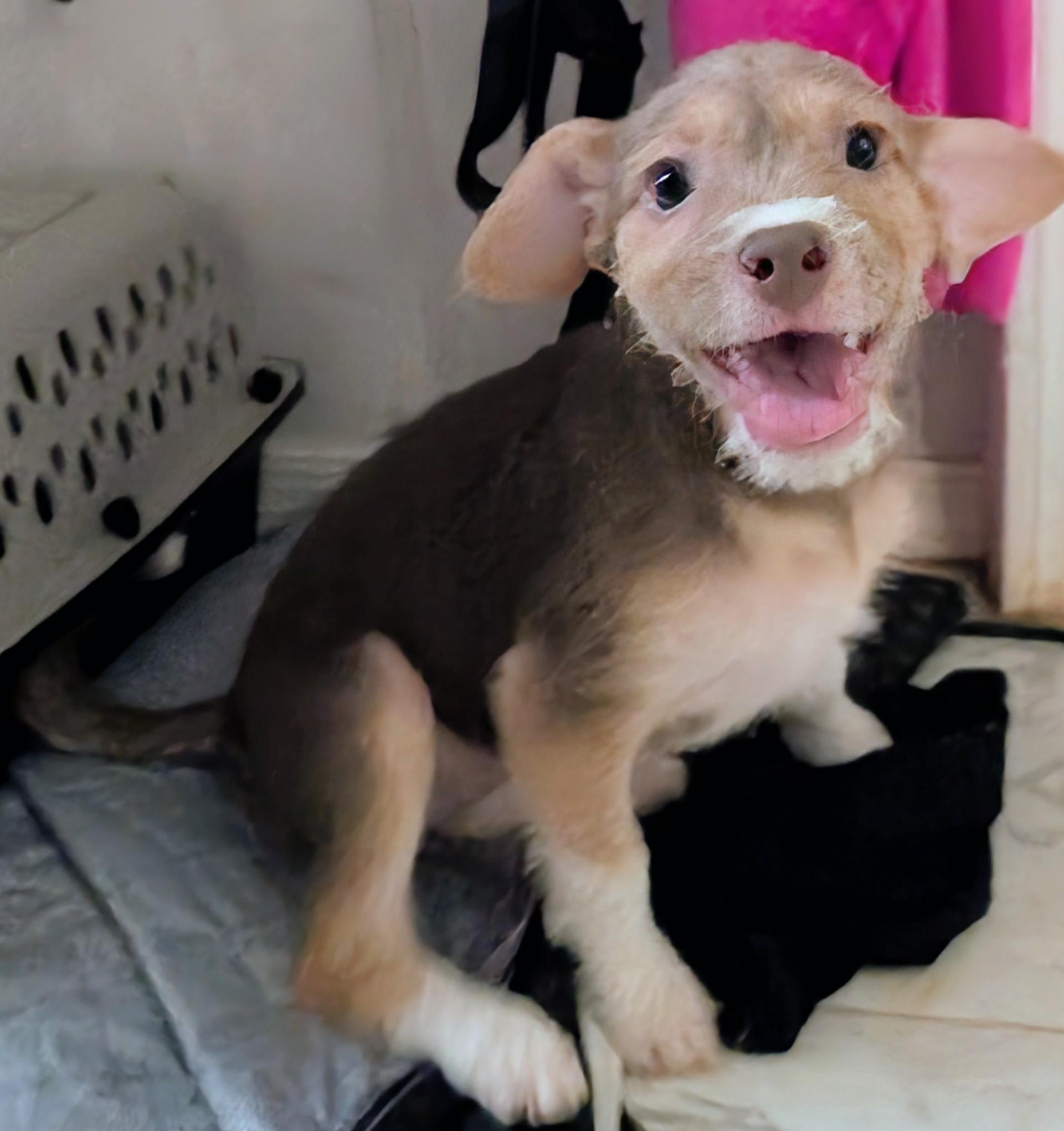 Lilly, an adoptable Rat Terrier, Miniature Poodle in Saint David, AZ, 85630 | Photo Image 2