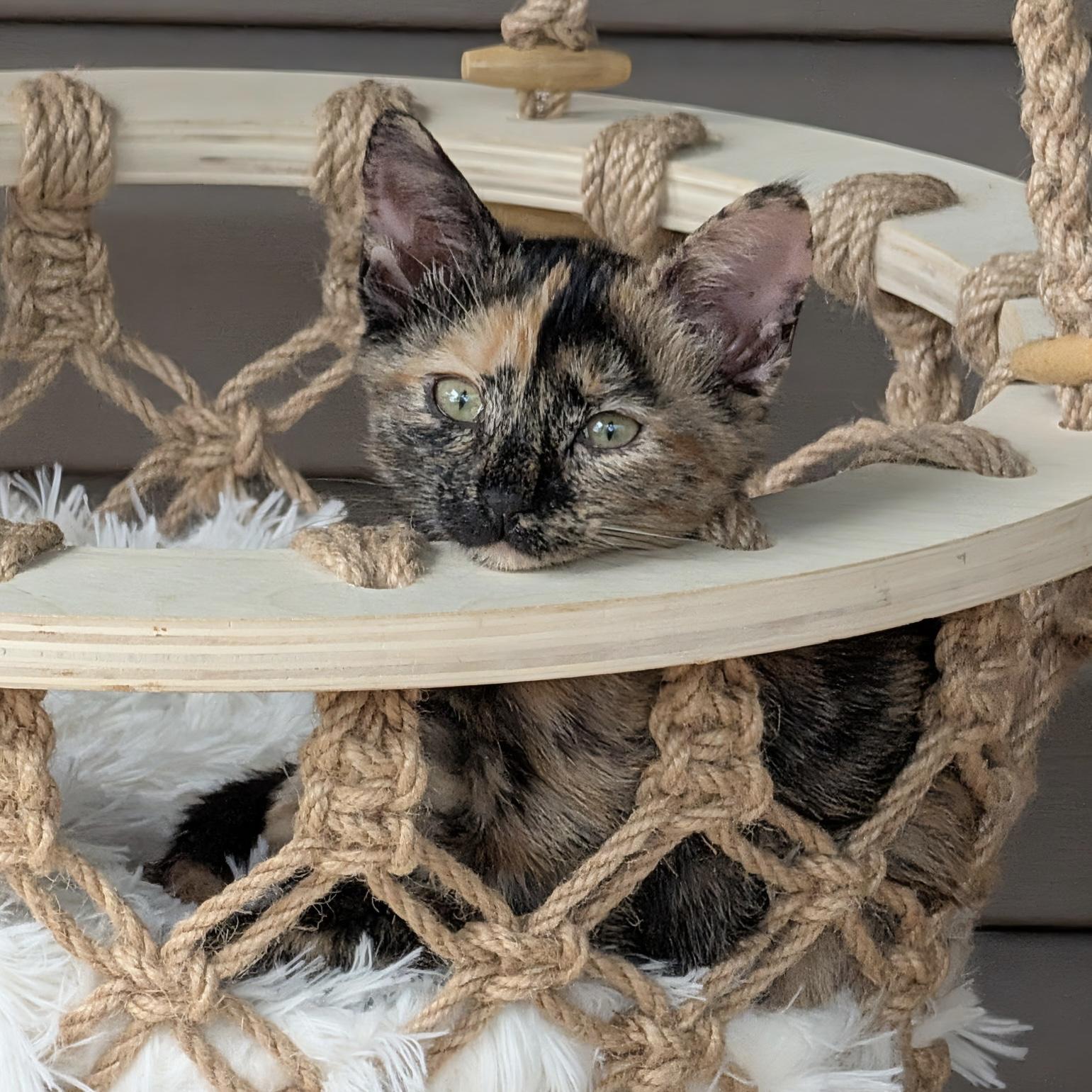 Enlarge Morticia, a Adoptable Tortoiseshell in Bentonville, AR image 3/3