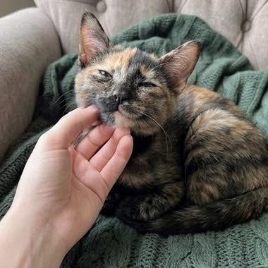 Enlarge Morticia, a Adoptable Tortoiseshell in Bentonville, AR image 2/3