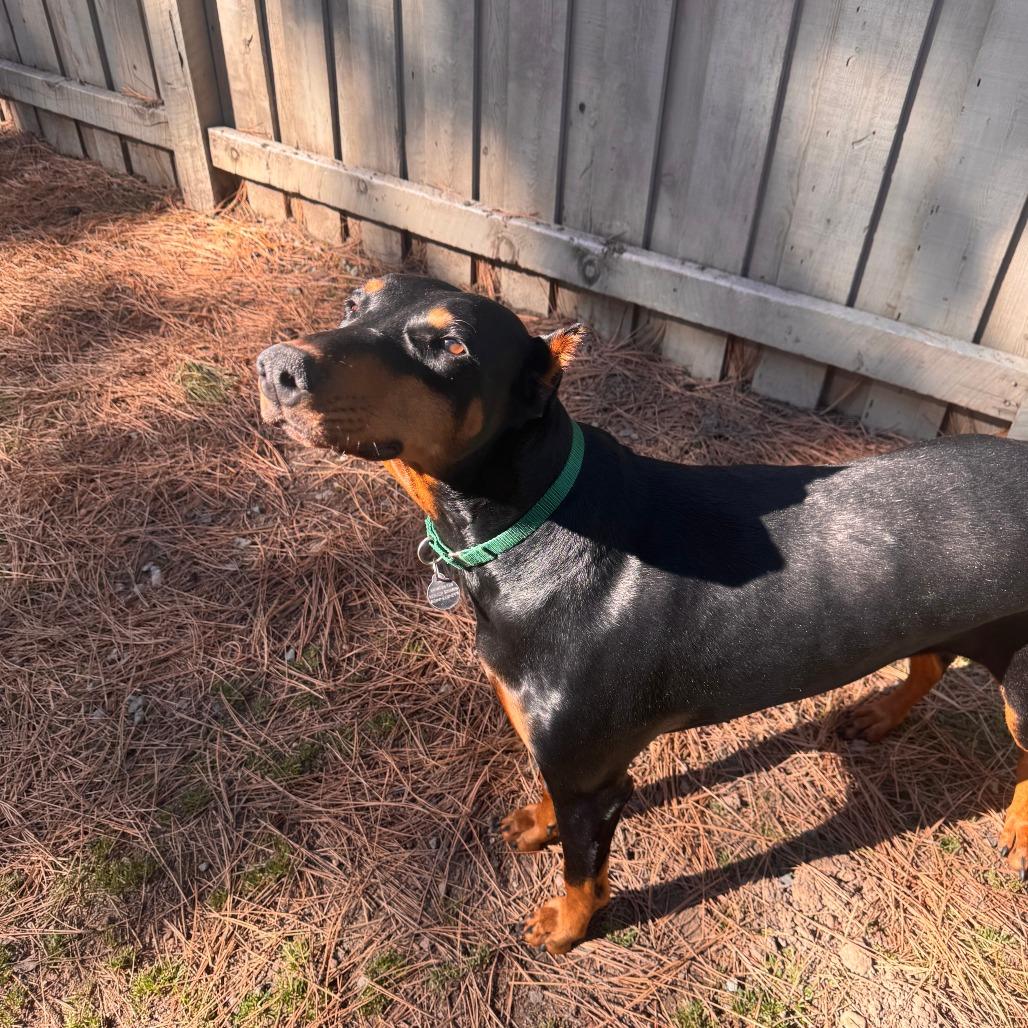 Faine, Adoptable, Adult Female Doberman Pinscher.