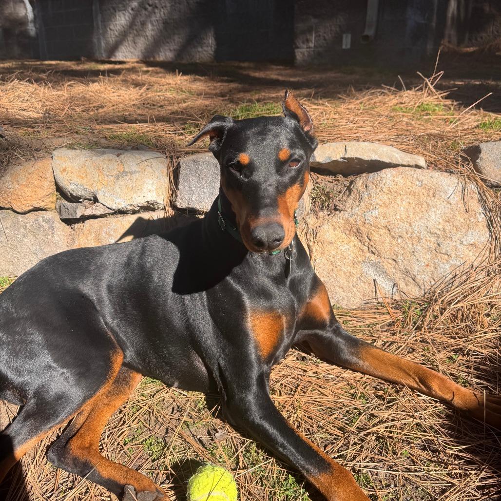 Enlarge Faine, a Adoptable mixed breed in Incline Village, NV image 5/5