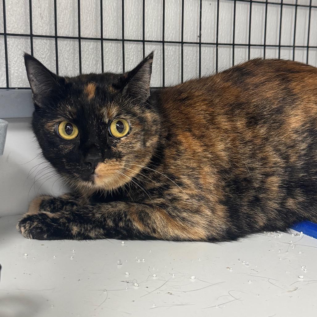 Annie, Adoptable, Adult Female Domestic Short Hair.