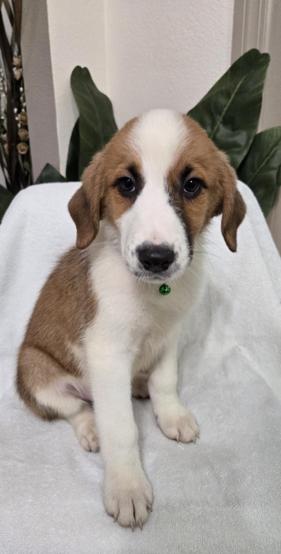 Enlarge Doughnut, an adoptable mixed breed in Orlando, FL image 2/6