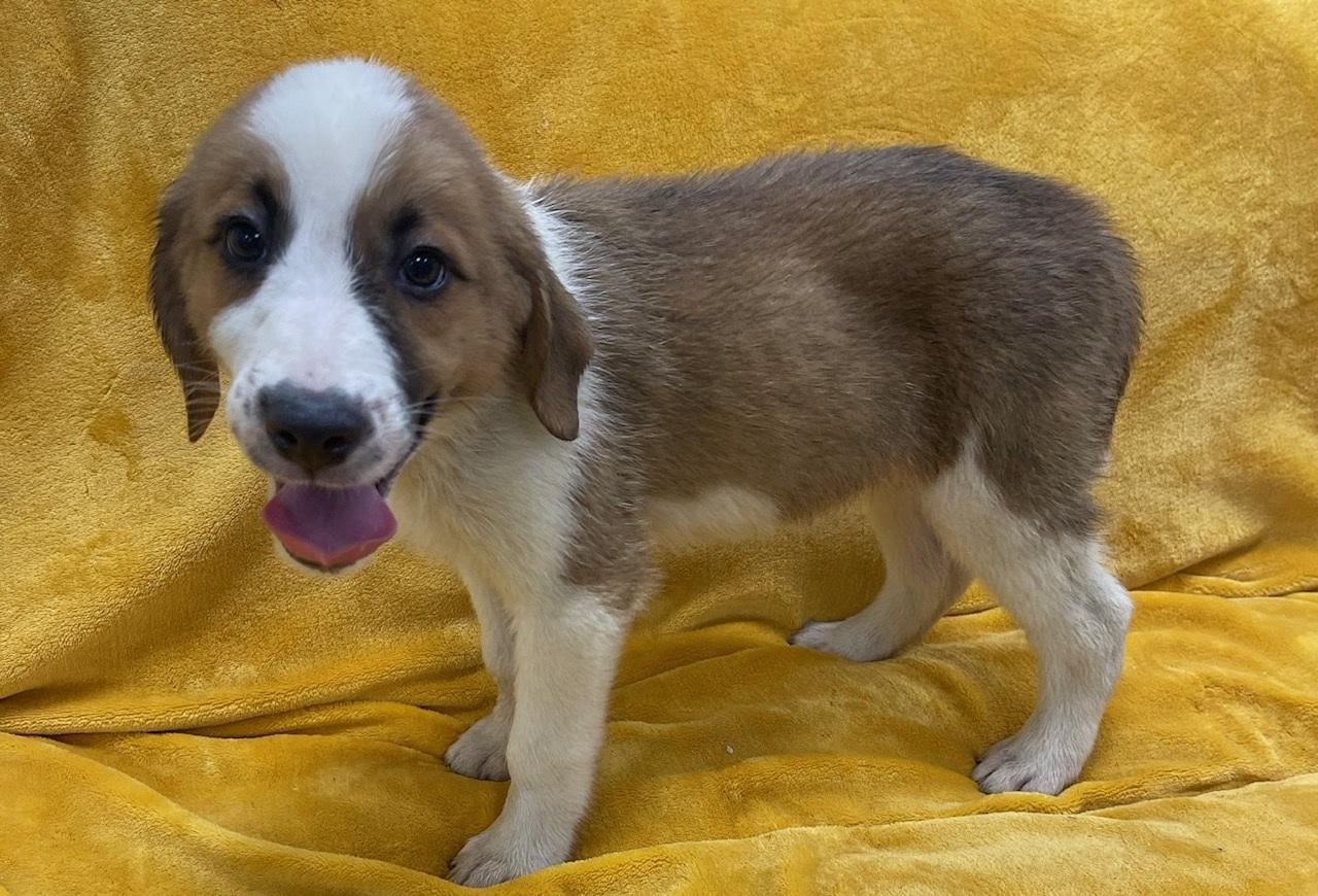 Enlarge Doughnut, an adoptable mixed breed in Orlando, FL image 6/6