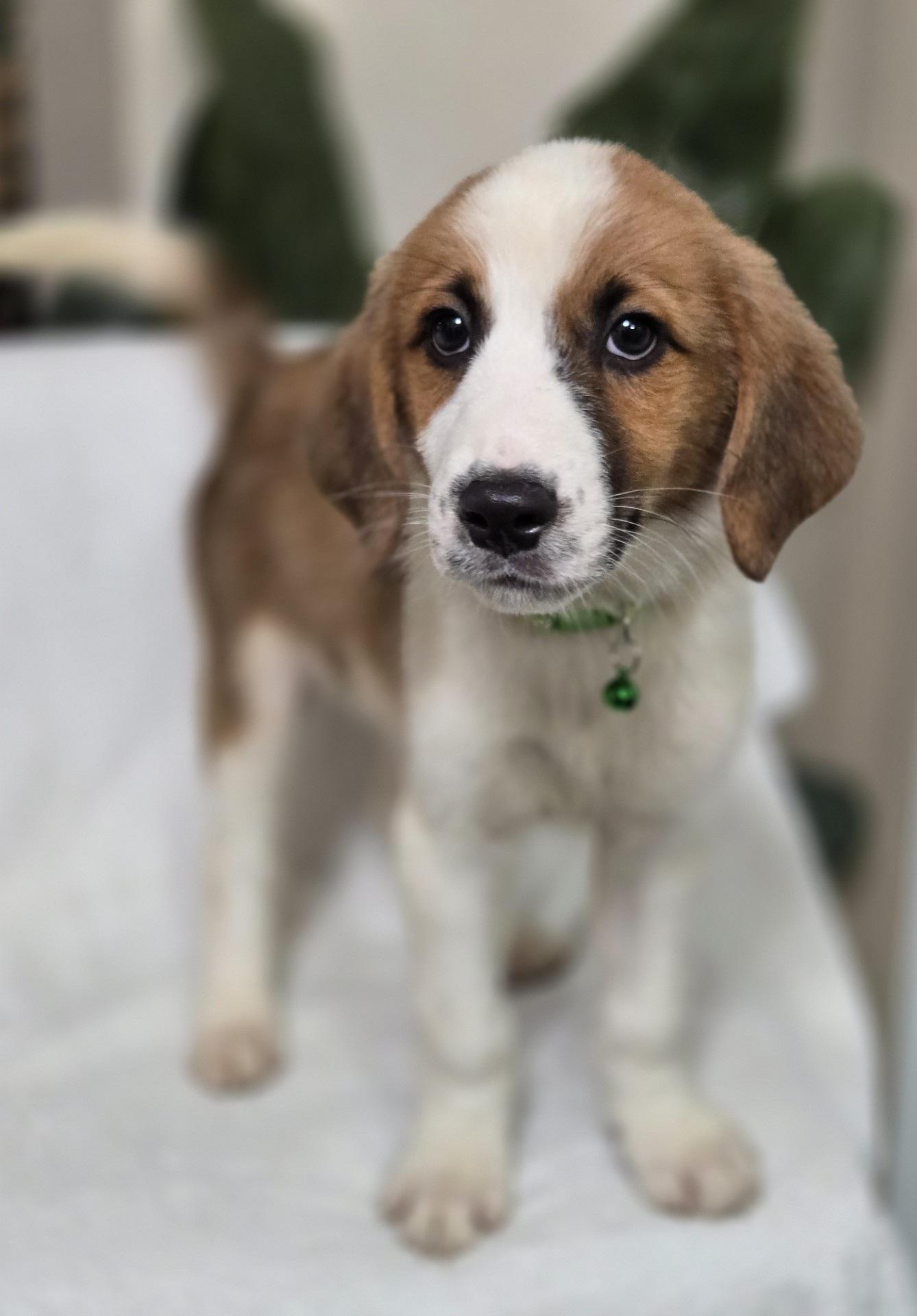 Enlarge Doughnut, an adoptable mixed breed in Orlando, FL image 1/6