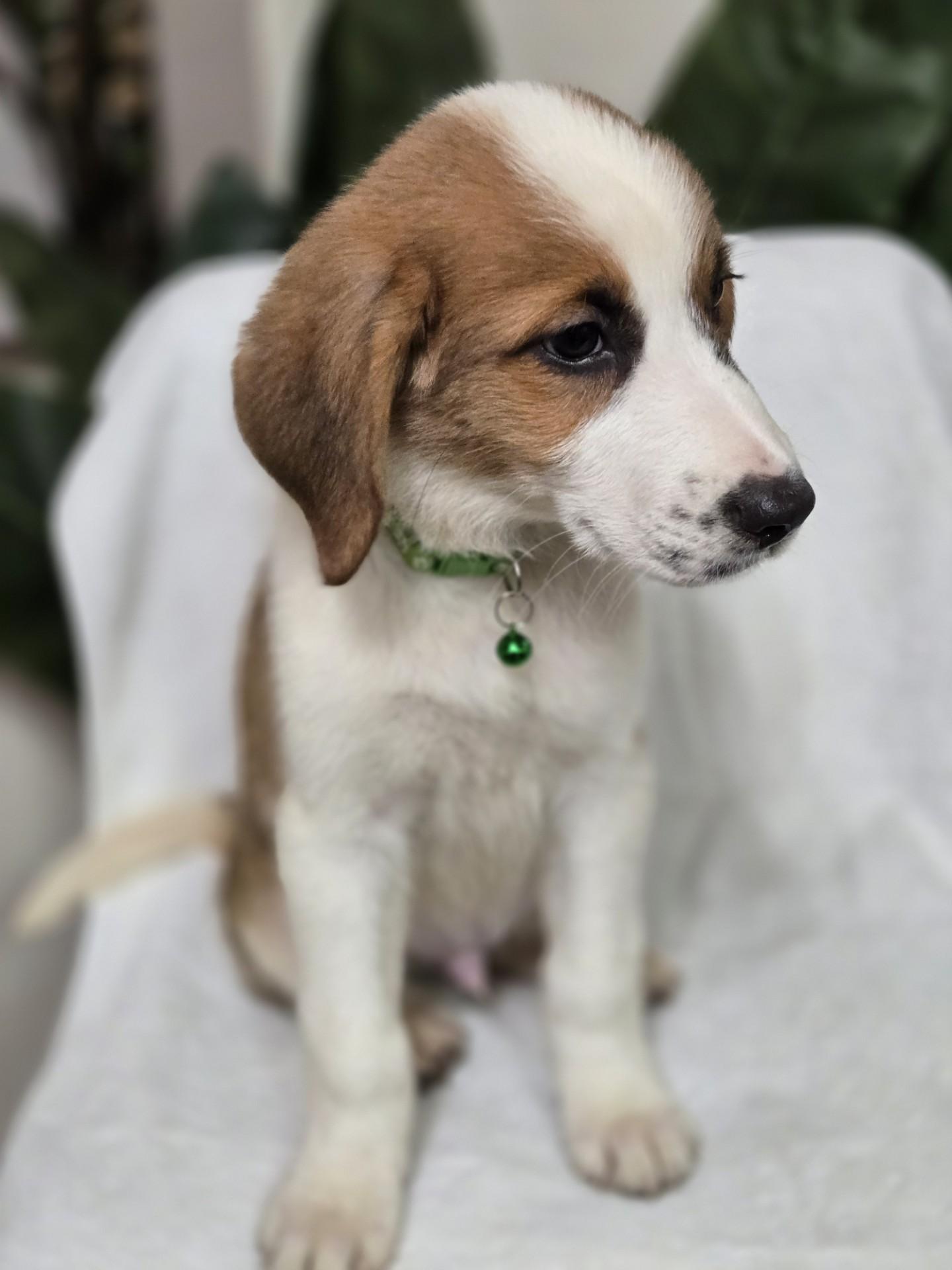 Enlarge Doughnut, an adoptable mixed breed in Orlando, FL image 5/6