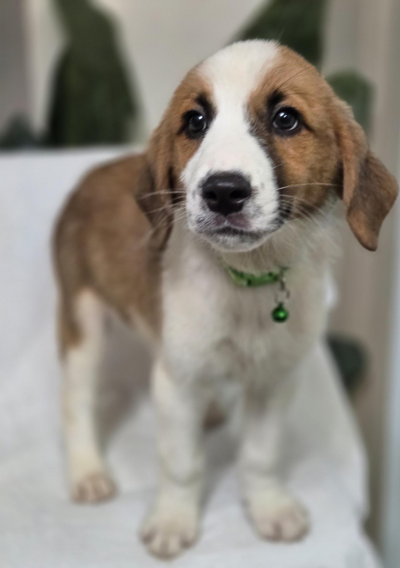Enlarge Doughnut, an adoptable mixed breed in Orlando, FL image 4/6