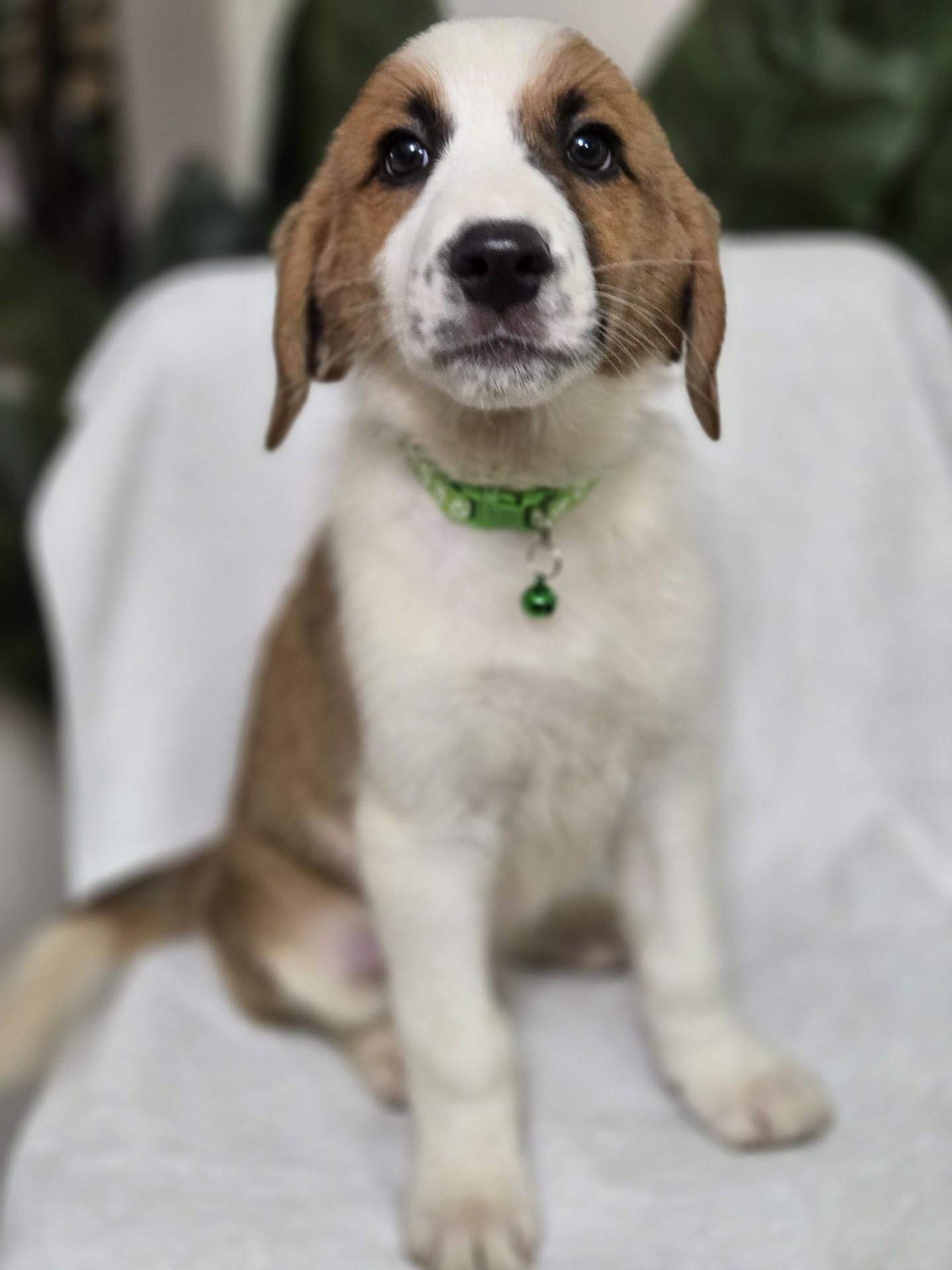 Enlarge Doughnut, an adoptable mixed breed in Orlando, FL image 3/6