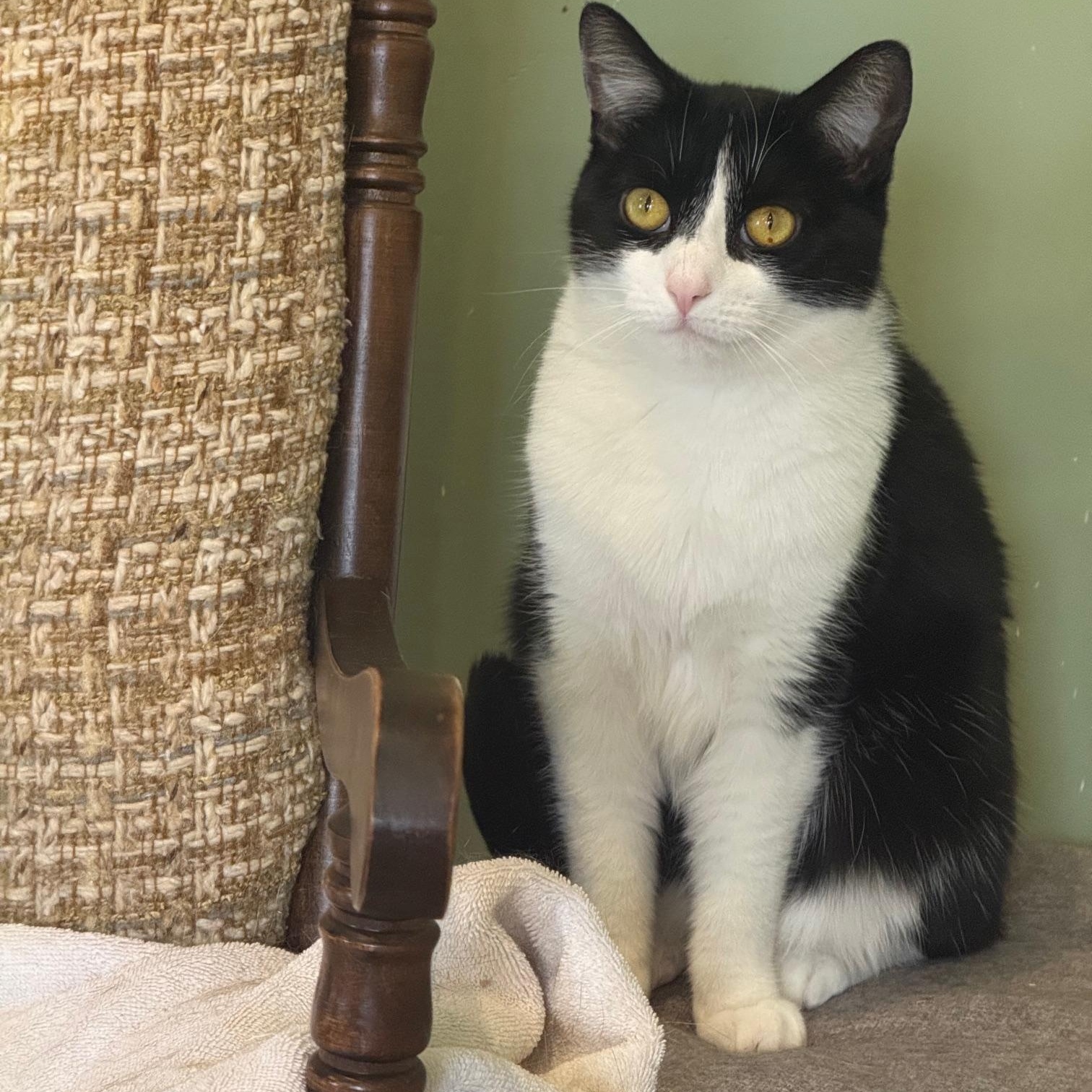 Enlarge Ember, an adoptable Tuxedo in Wells, ME image 1/2