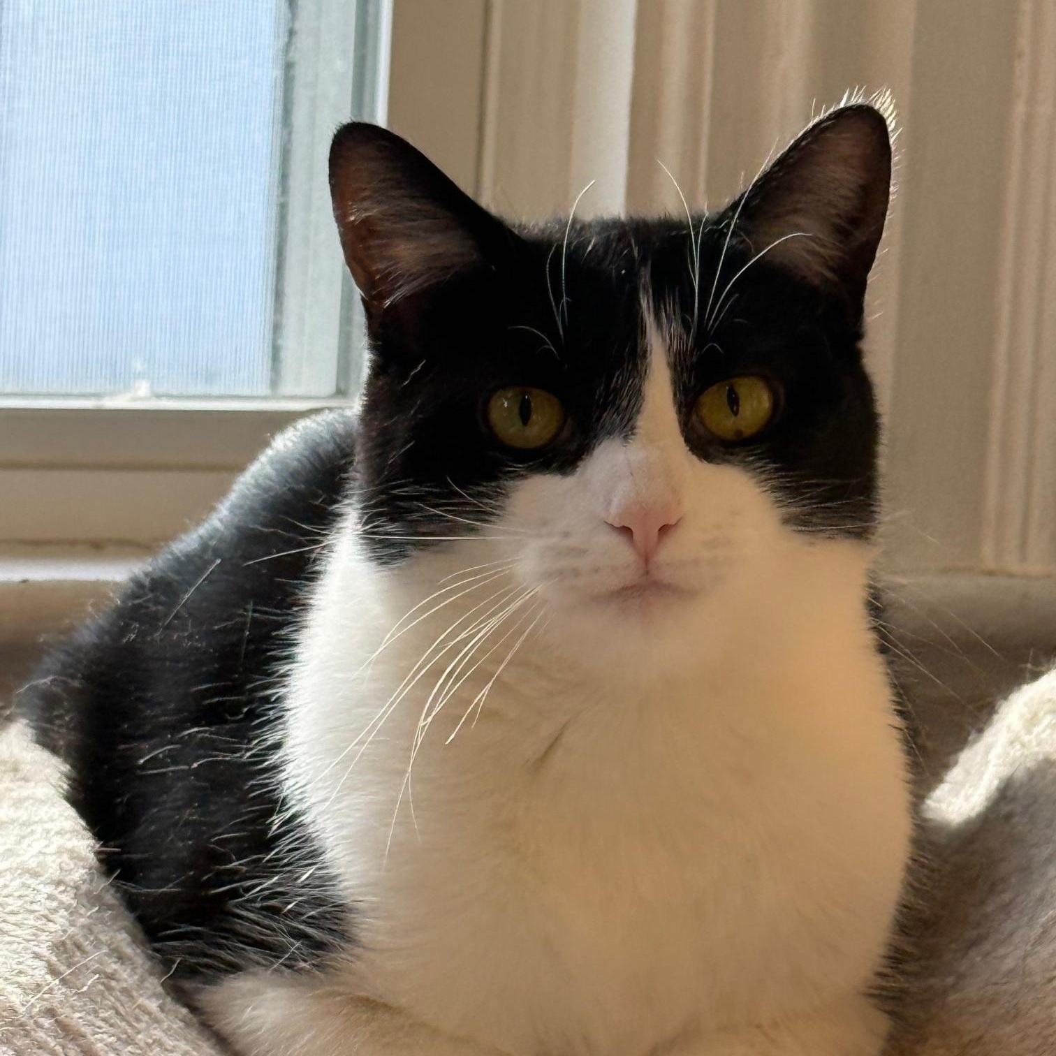Enlarge Ember, an adoptable Tuxedo in Wells, ME image 2/2