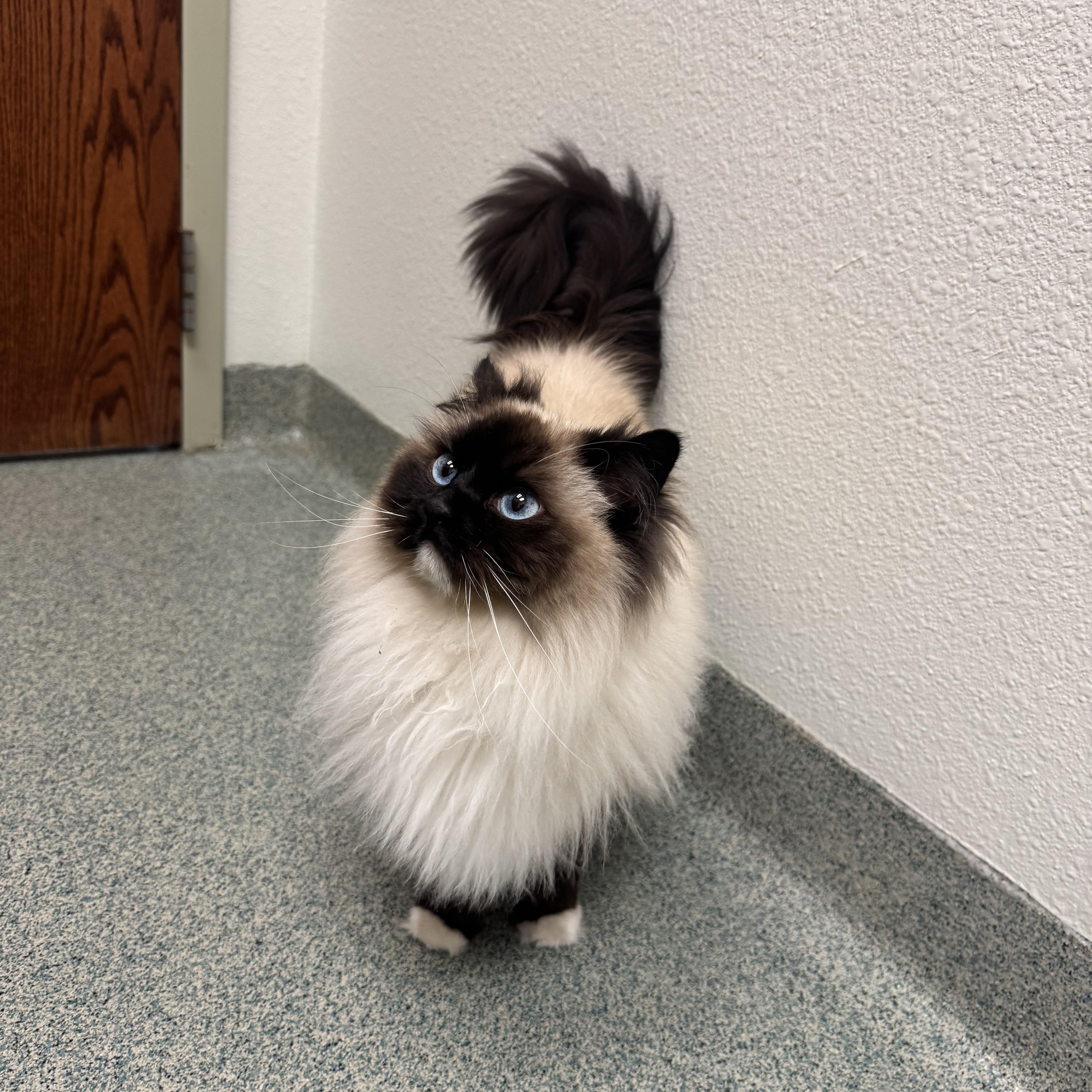 Enlarge Mazie and Zander, a ADOPTABLE Ragdoll in Lees Summit, MO image 2/6