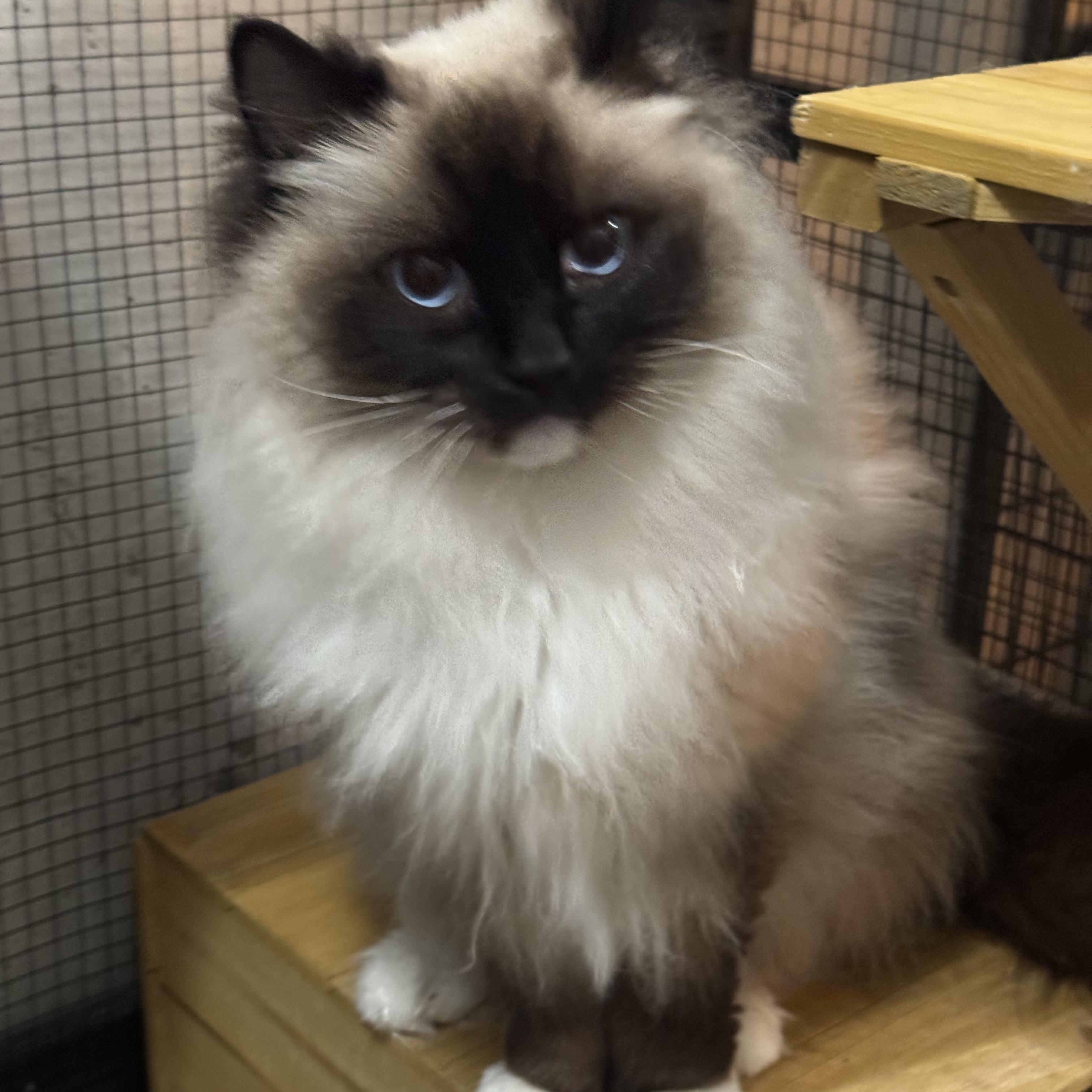 Mazie and Zander, ADOPTABLE, Adult Female Ragdoll.