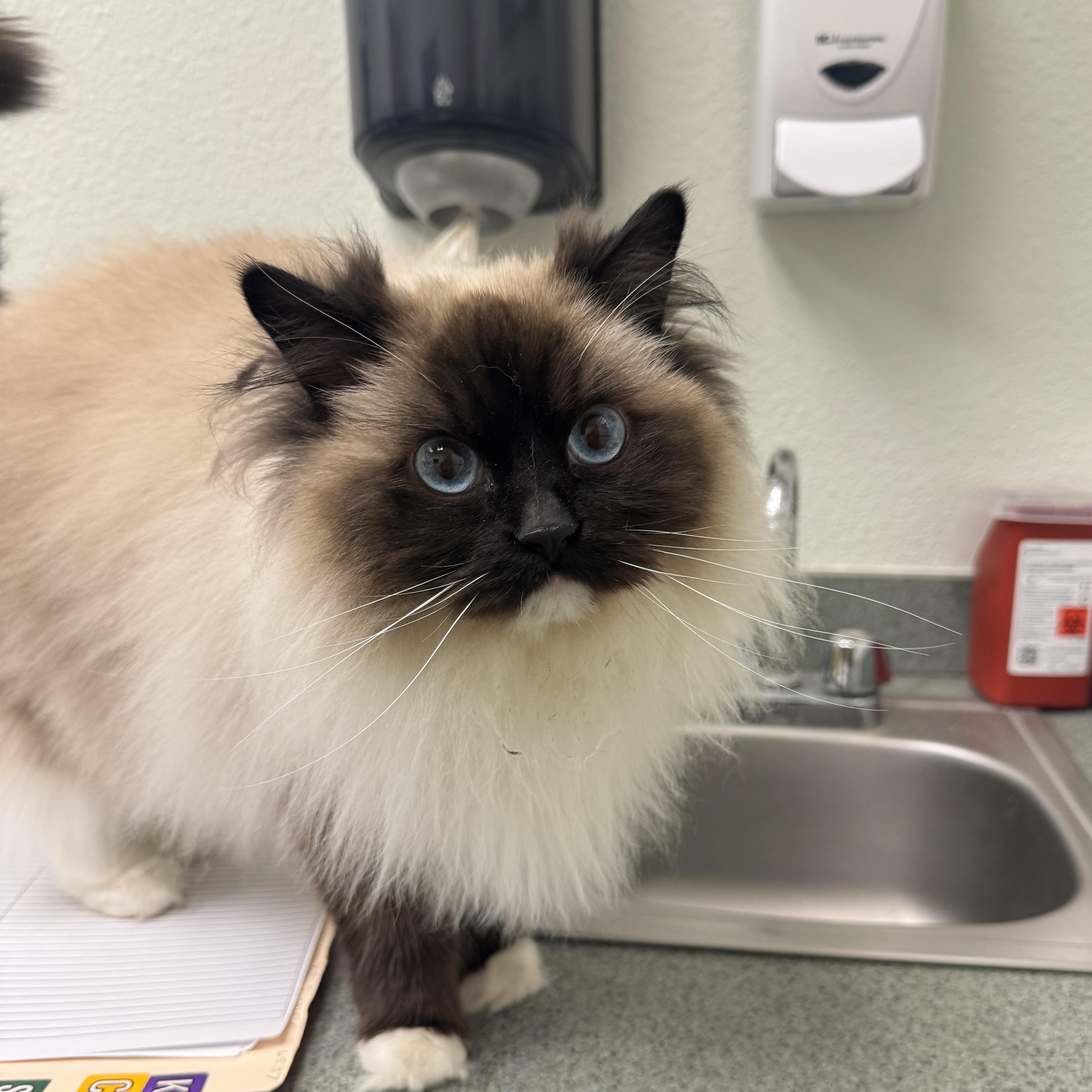 Enlarge Mazie and Zander, a ADOPTABLE Ragdoll in Lees Summit, MO image 4/6