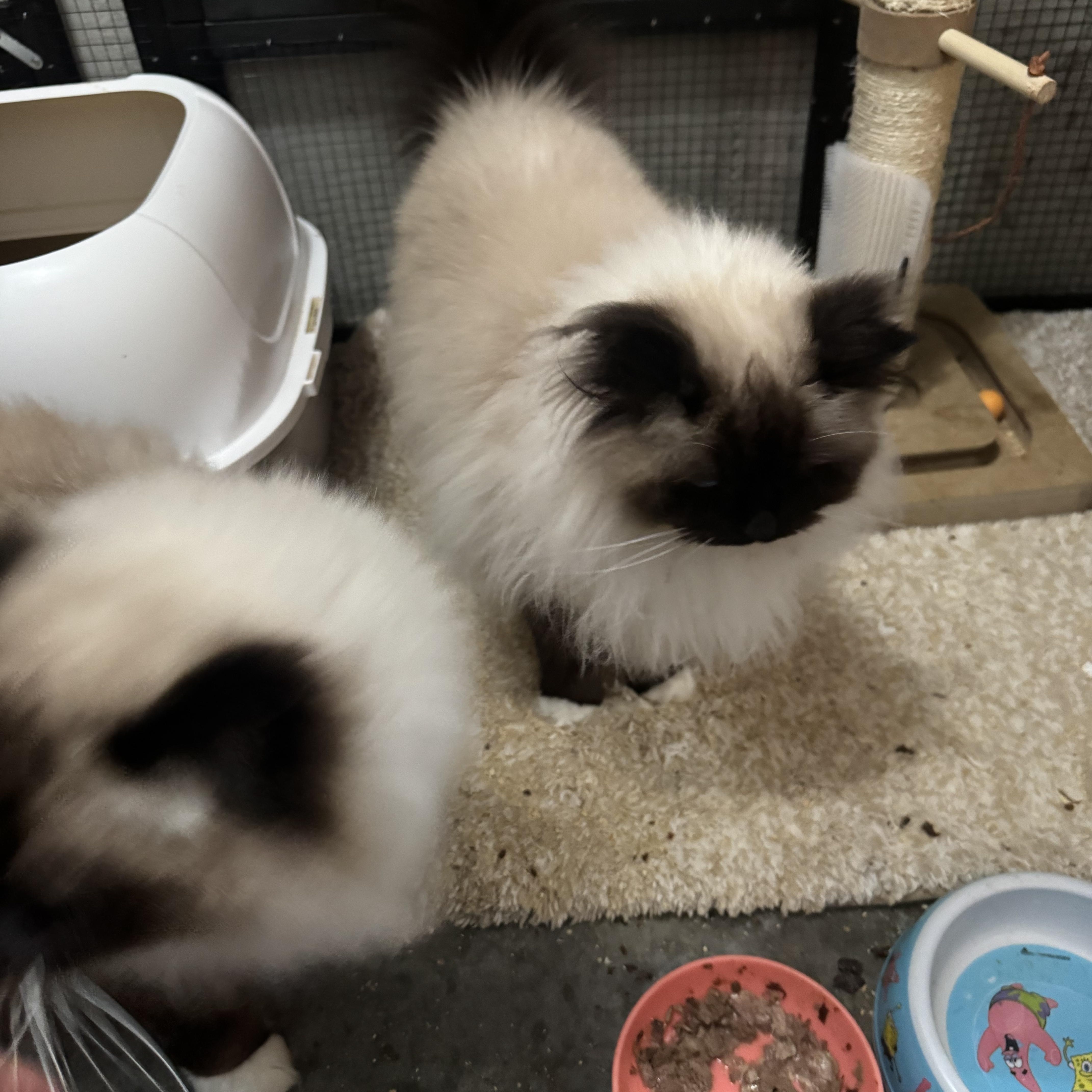 Enlarge Mazie and Zander, a ADOPTABLE Ragdoll in Lees Summit, MO image 5/6