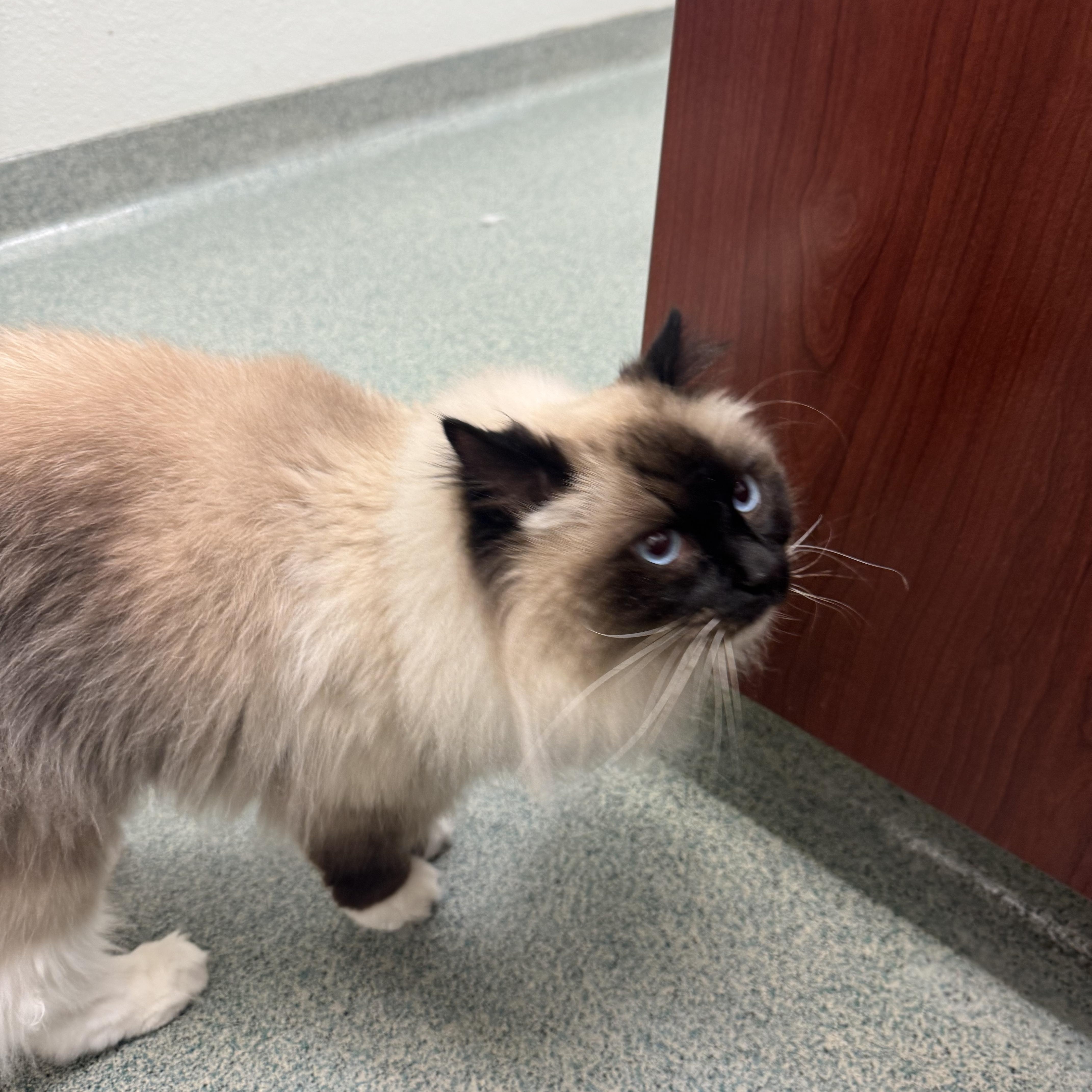 Enlarge Mazie and Zander, a ADOPTABLE Ragdoll in Lees Summit, MO image 6/6