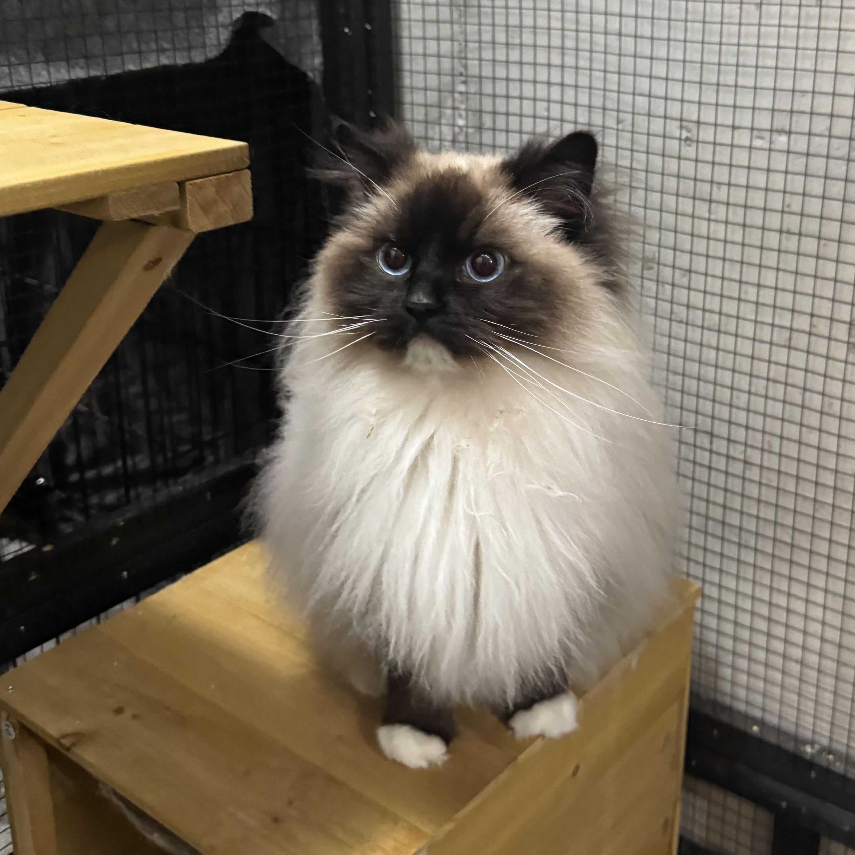 Enlarge Mazie and Zander, a ADOPTABLE Ragdoll in Lees Summit, MO image 3/6