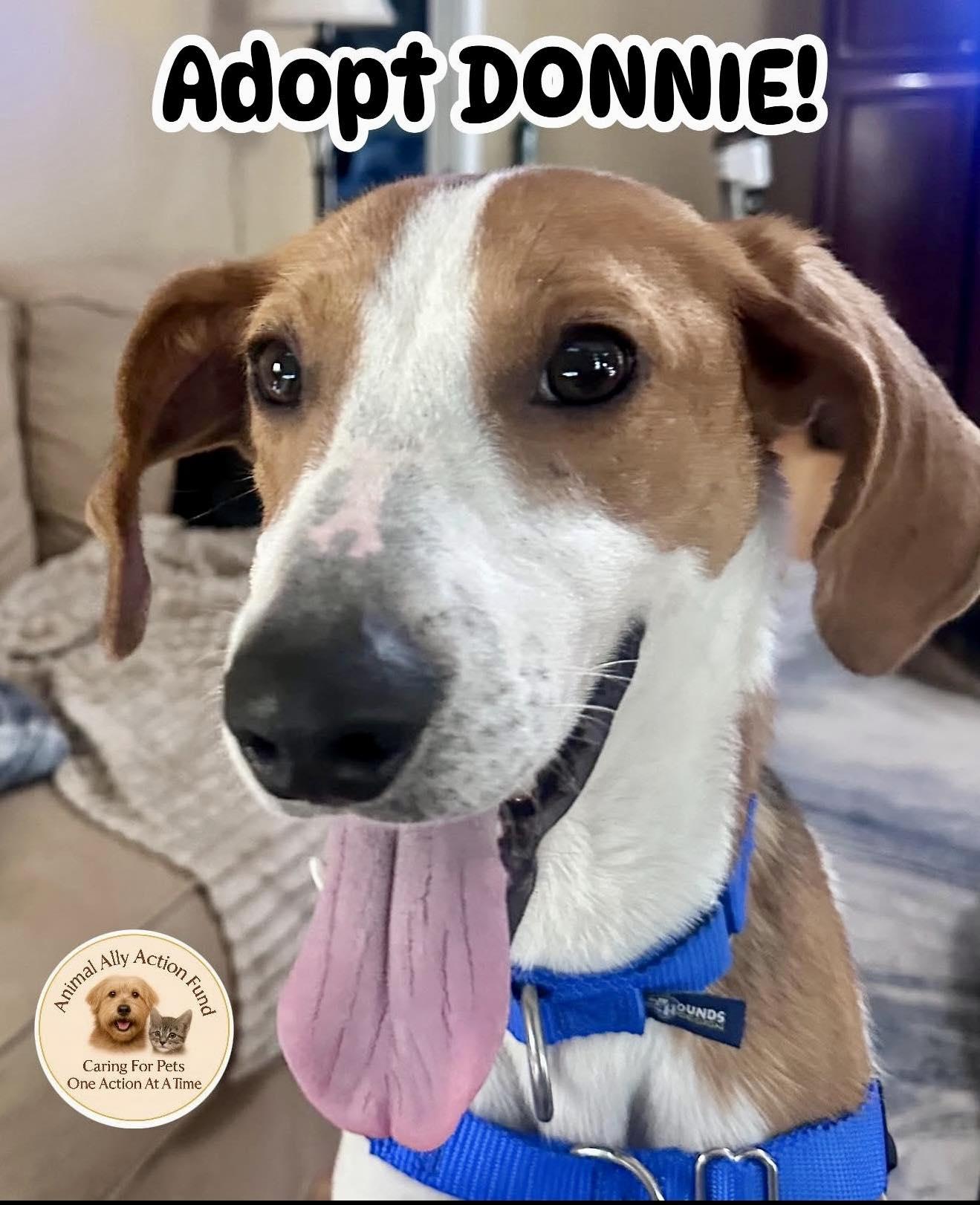 Enlarge Donnie, a Adoptable Hound in Bolivia, NC image 1/1