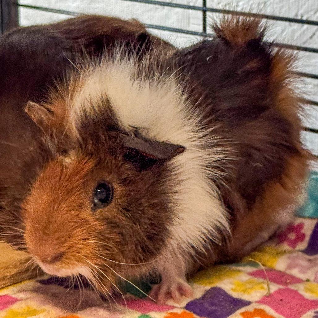 Enlarge Rowan *Bonded w/ Chaol*, a Adoptable Guinea Pig in Kennebunk, ME image 2/6