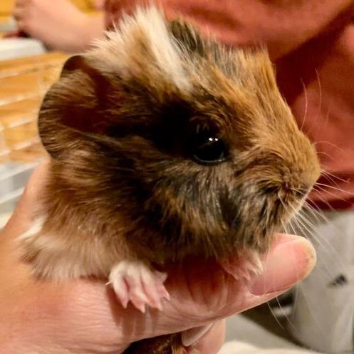 Enlarge Rowan *Bonded w/ Chaol*, a Adoptable Guinea Pig in Kennebunk, ME image 3/6