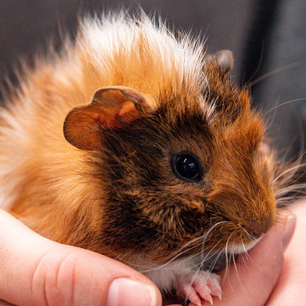 Enlarge Rowan *Bonded w/ Chaol*, a Adoptable Guinea Pig in Kennebunk, ME image 4/6
