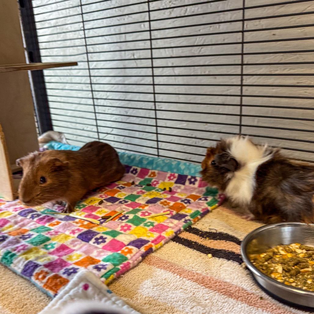 Enlarge Rowan *Bonded w/ Chaol*, a Adoptable Guinea Pig in Kennebunk, ME image 5/6