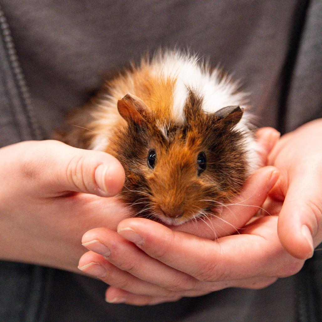 Enlarge Rowan *Bonded w/ Chaol*, a Adoptable Guinea Pig in Kennebunk, ME image 6/6