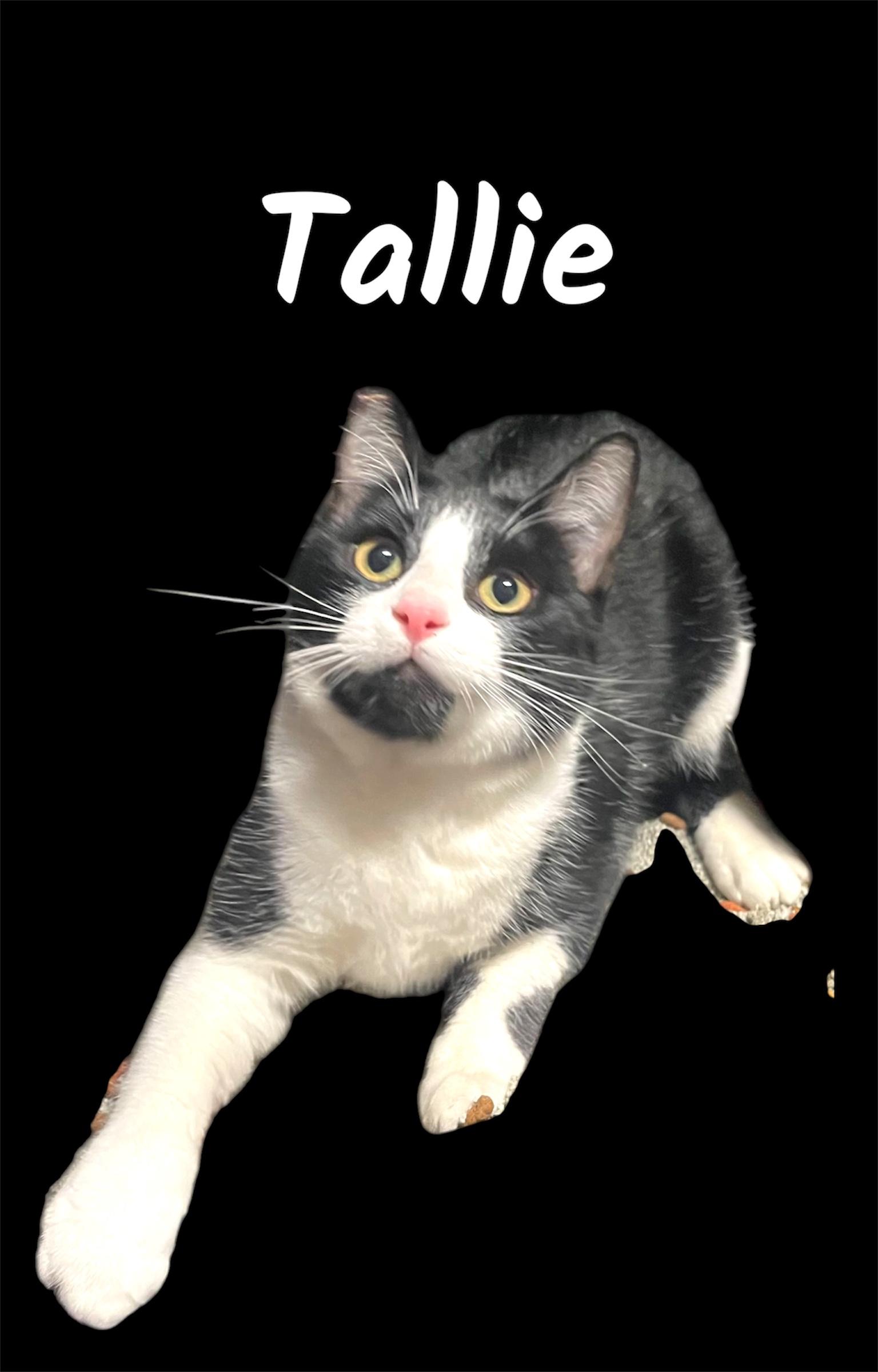 Enlarge Tallie, an adopted Domestic Short Hair in Auburn, CA image 1/1