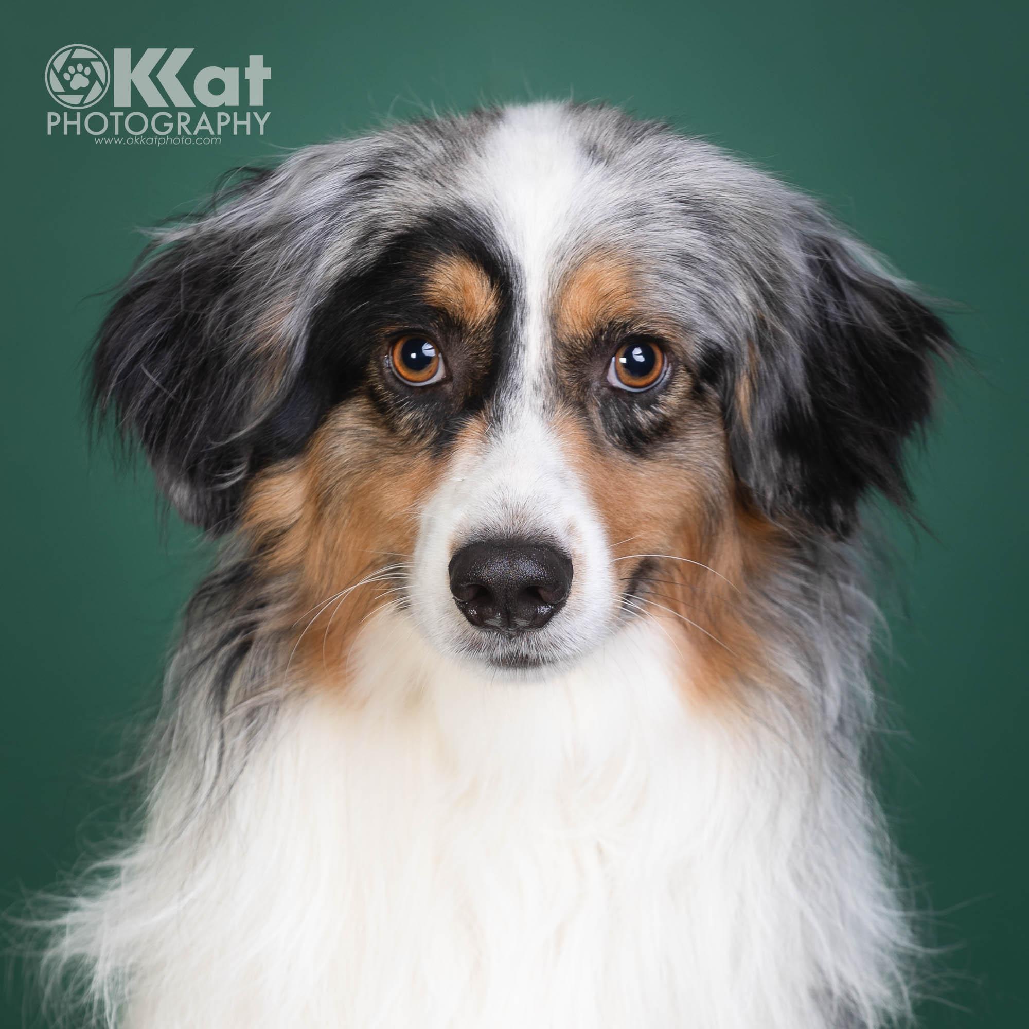 Enlarge Ollie, a ADOPTABLE Australian Shepherd in Oklahoma City, OK image 2/3