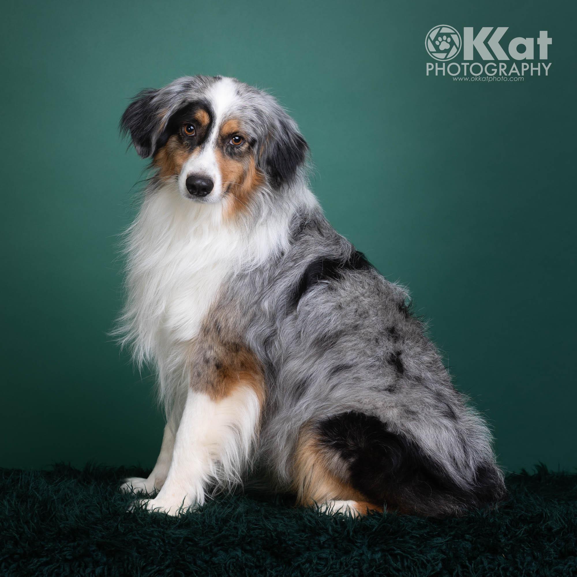 Enlarge Ollie, a ADOPTABLE Australian Shepherd in Oklahoma City, OK image 1/3