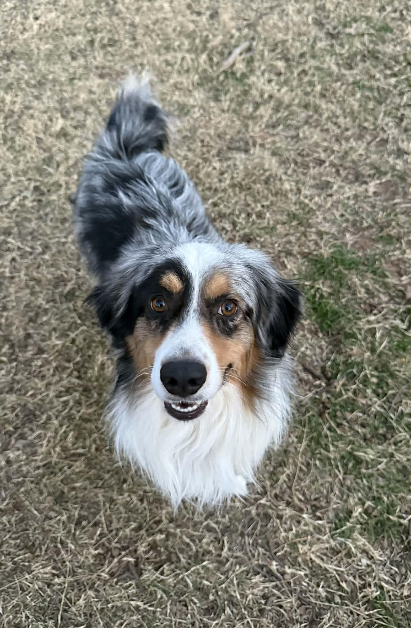 Ollie, ADOPTABLE, Adult Male Australian Shepherd.