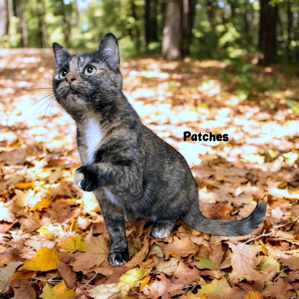 Enlarge PATCHES, a Adopted Tortoiseshell in Sumter, SC image 1/1