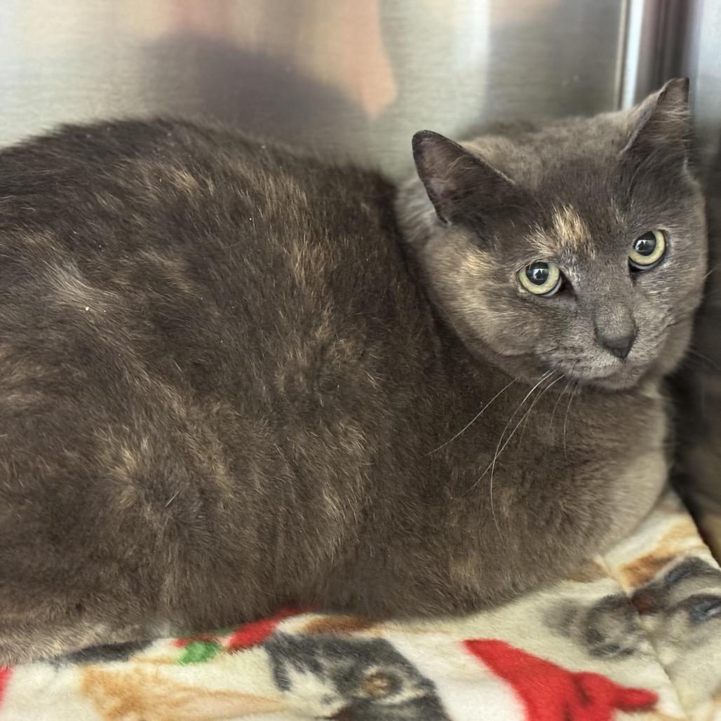 Sally, Adoptable, Adult Female Domestic Short Hair.