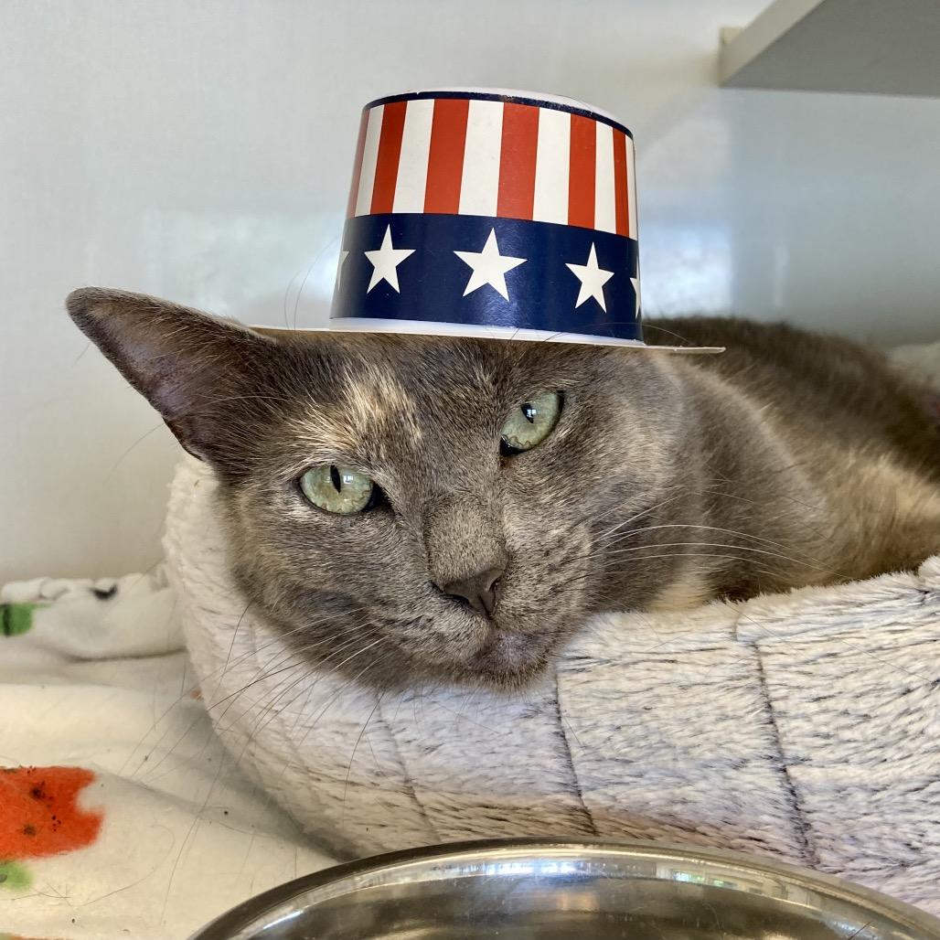 Enlarge Sally, a Adoptable Domestic Short Hair in Wheeling, IL image 2/6