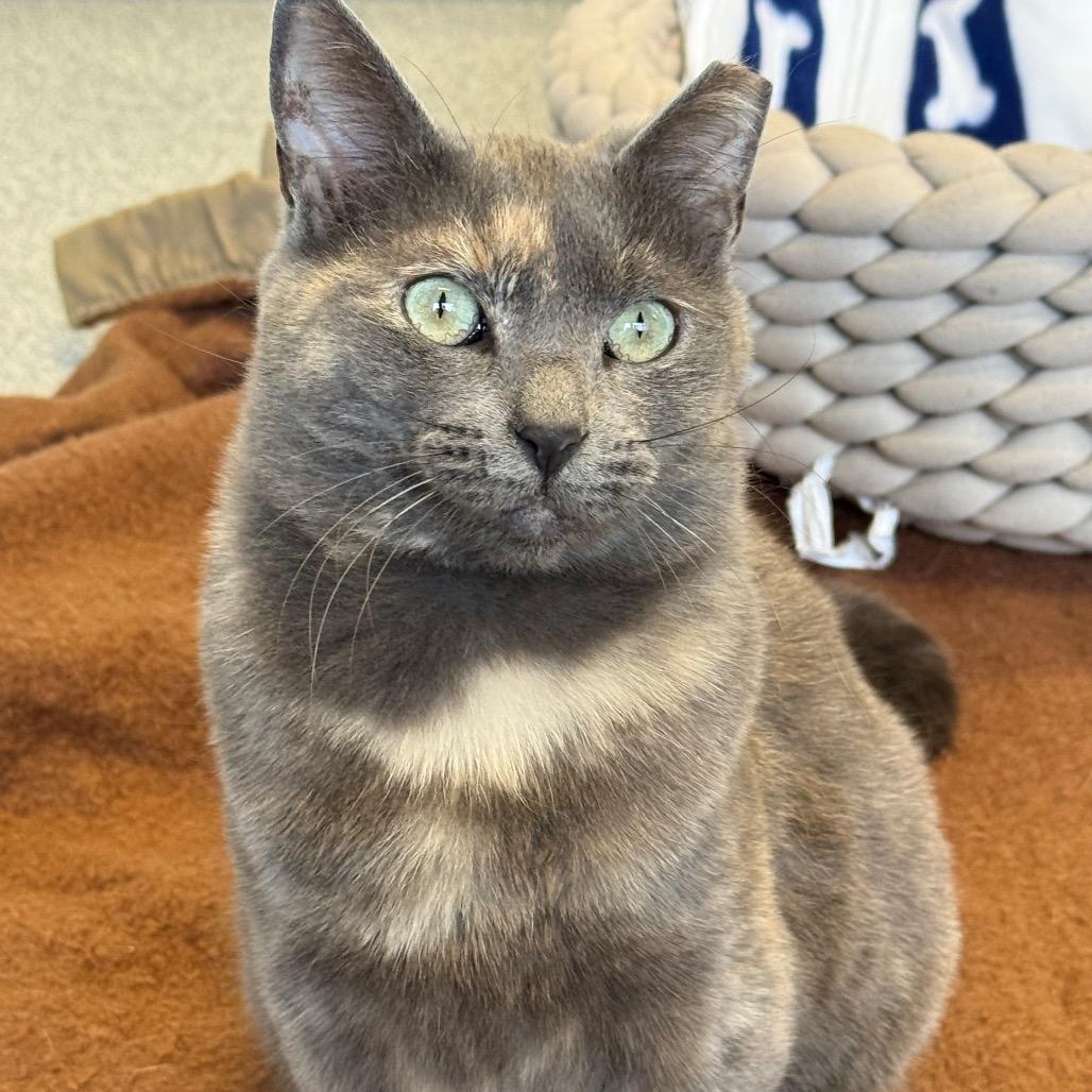 Sally, a Adoptable Domestic Short Hair in Wheeling, IL image 3/6
