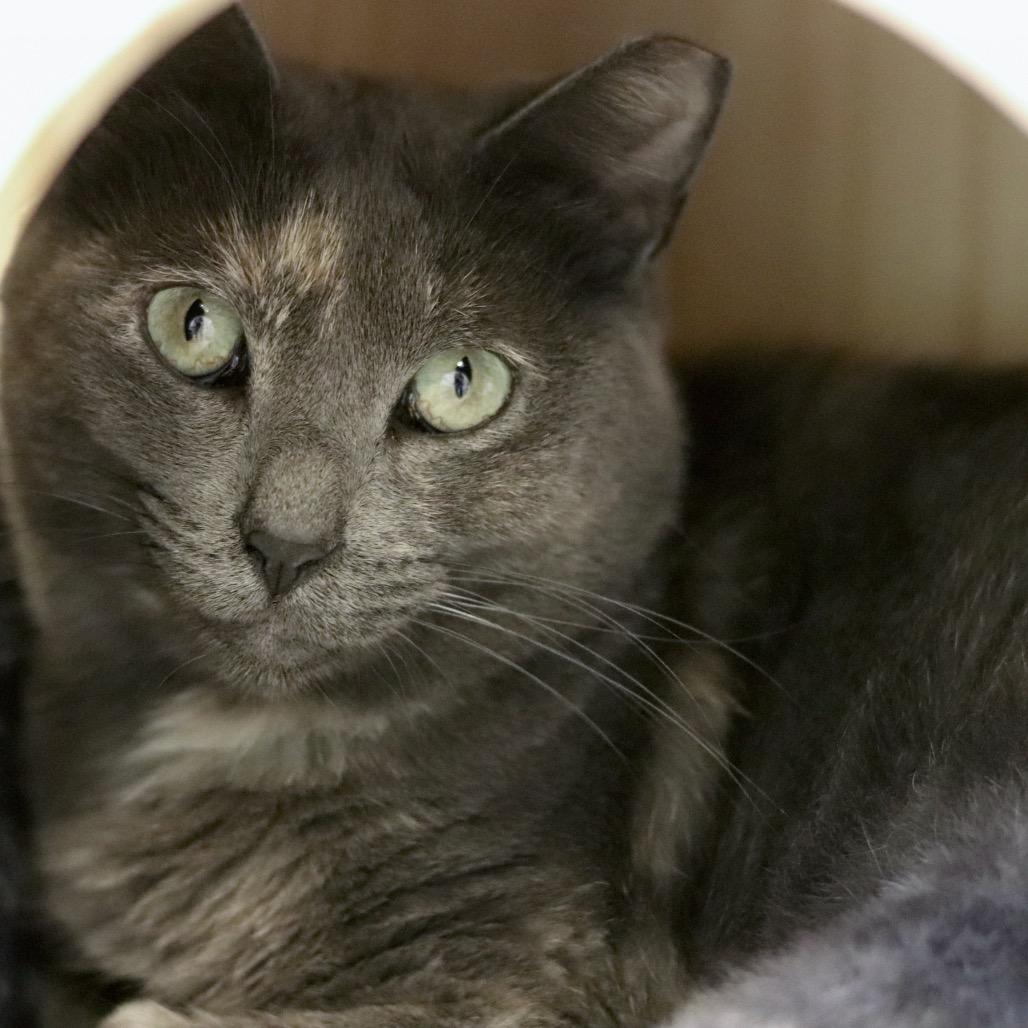 Enlarge Sally, a Adoptable Domestic Short Hair in Wheeling, IL image 3/6