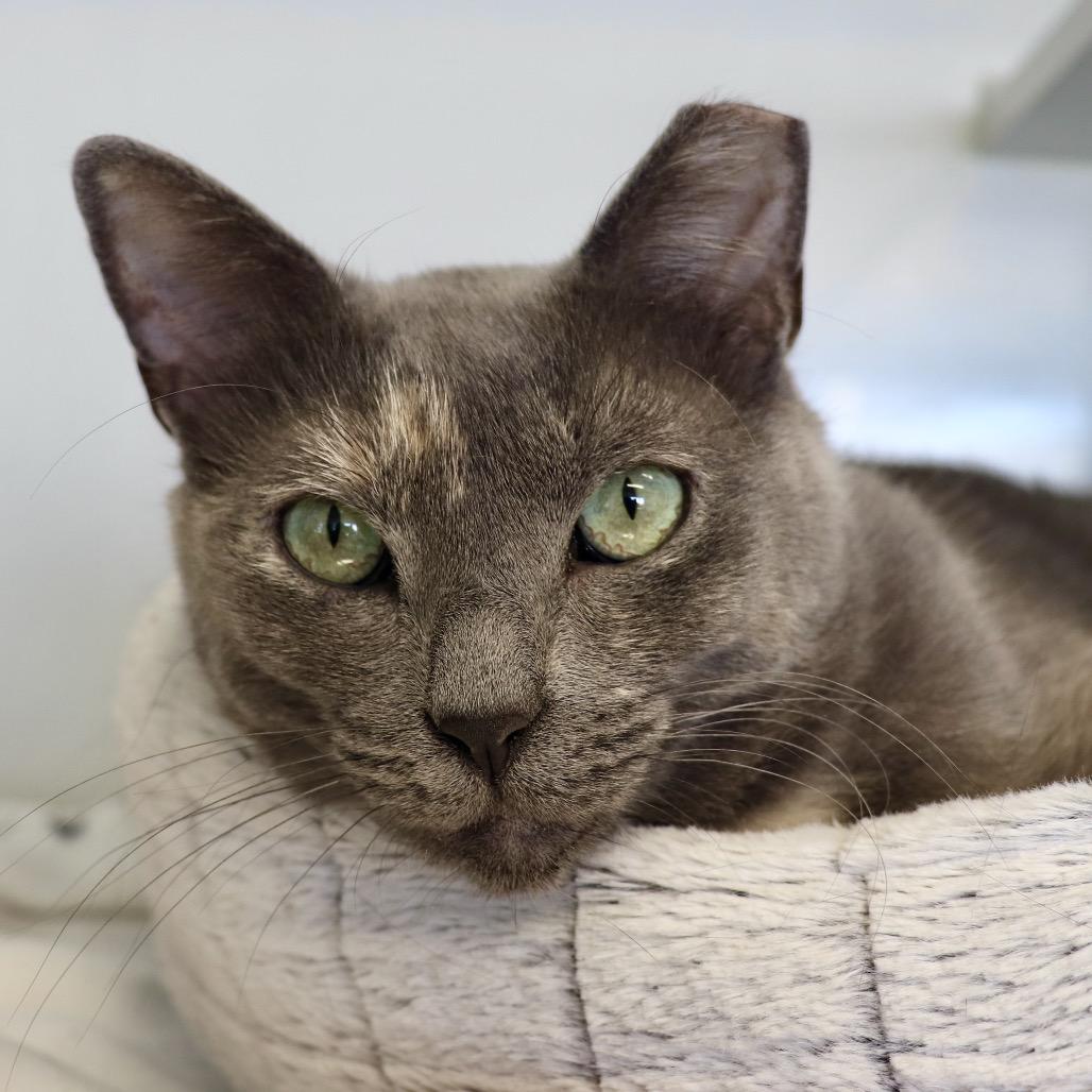 Enlarge Sally, a Adoptable Domestic Short Hair in Wheeling, IL image 4/6