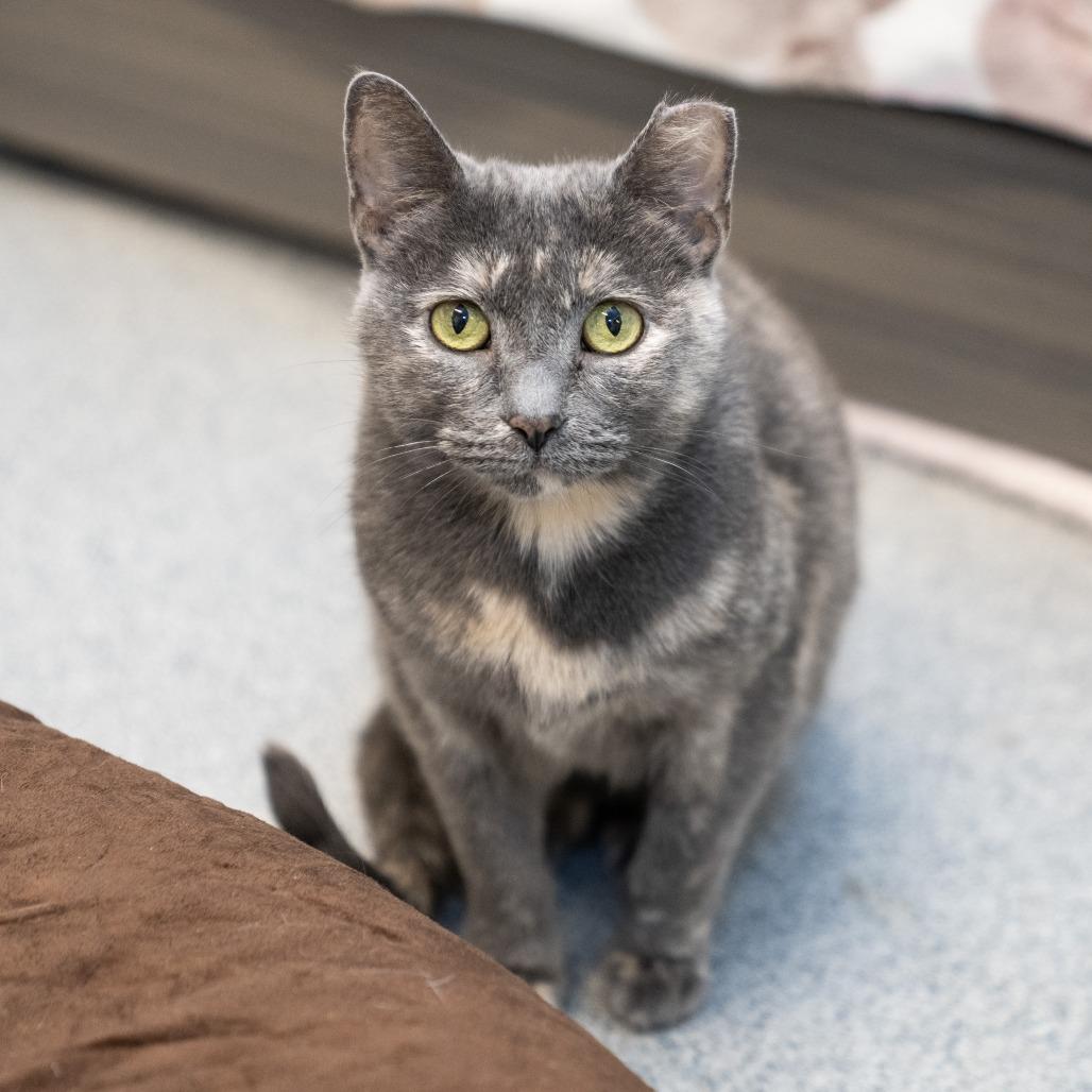 Enlarge Sally, a Adoptable Domestic Short Hair in Wheeling, IL image 5/6