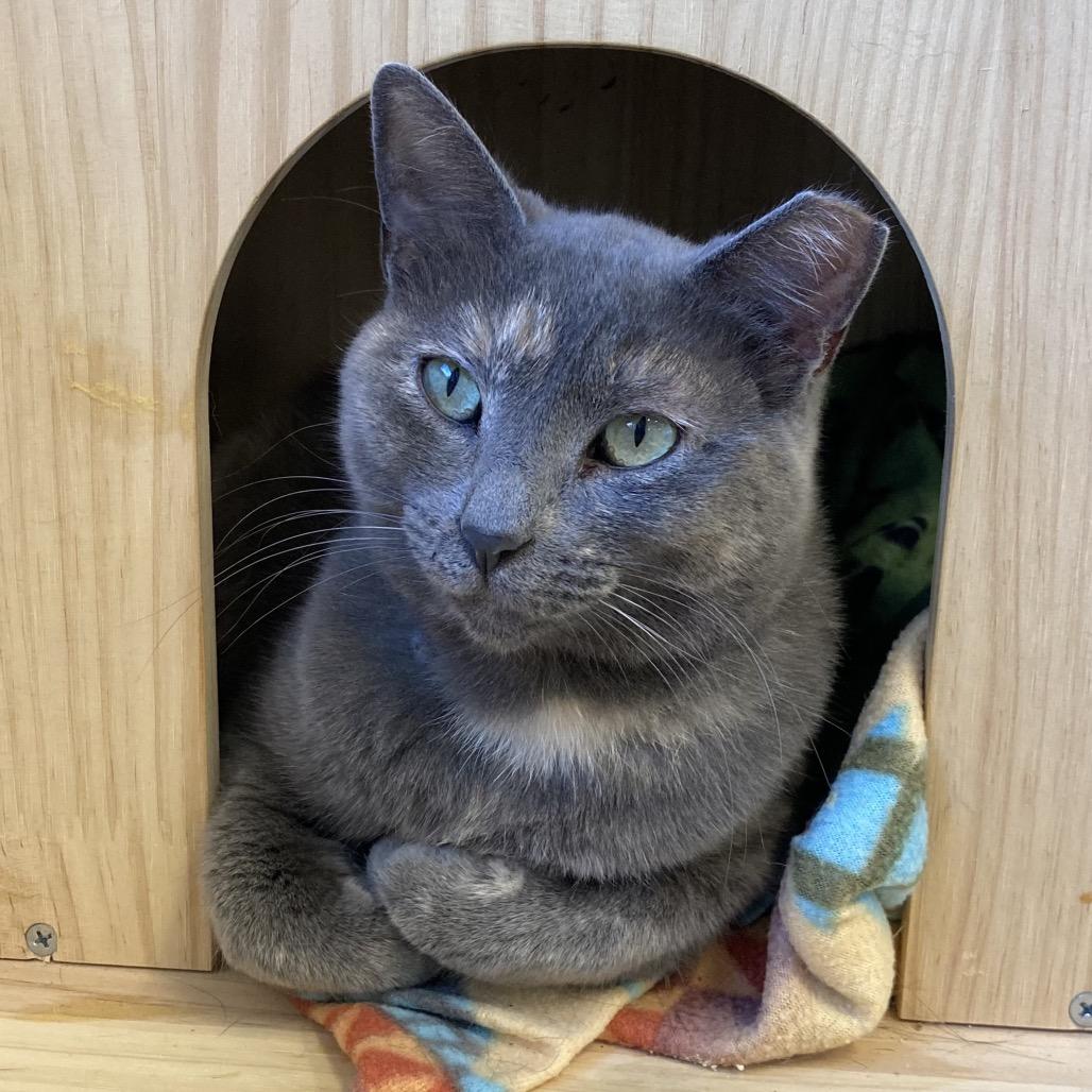 Enlarge Sally, a Adoptable Domestic Short Hair in Wheeling, IL image 6/6