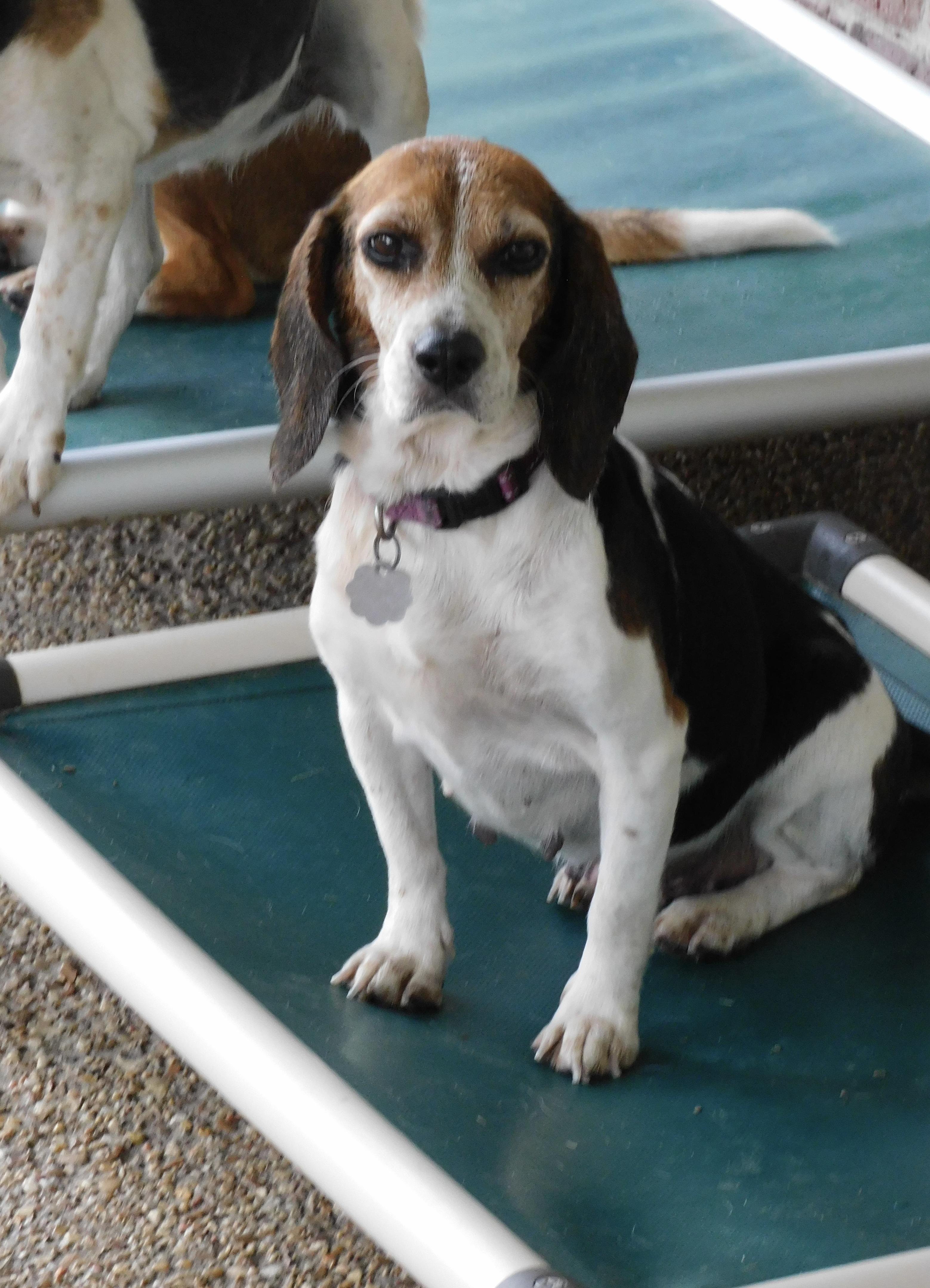 Enlarge Bailey, a Adopted Beagle in Prairieville, LA image 3/6