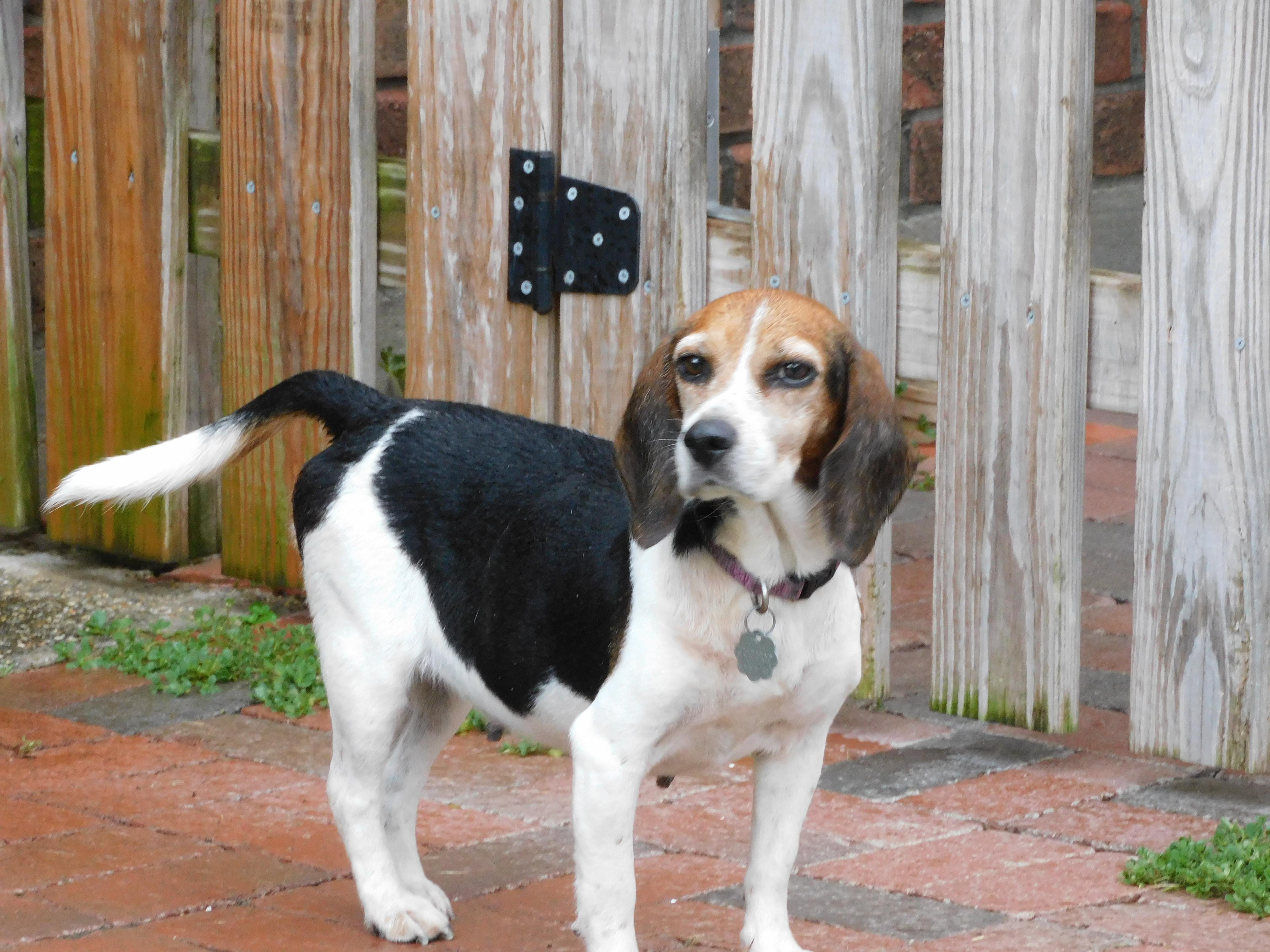 Enlarge Bailey, a Adopted Beagle in Prairieville, LA image 5/6