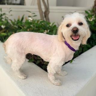 Enlarge TATUM, a ADOPTABLE Maltipoo in Santa Monica, CA image 3/3